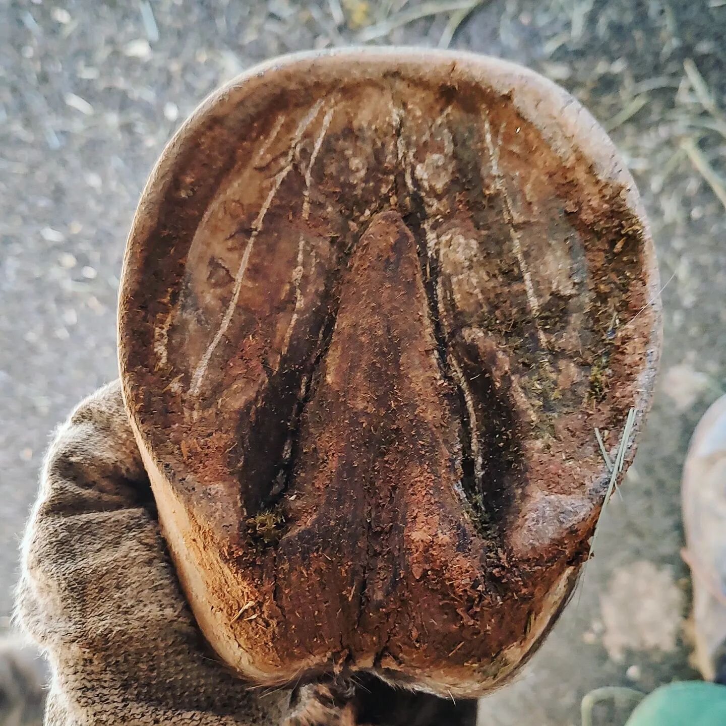 Swipe to trim! Hoof 1 of 28 today, a front right. Dressage Lusitano.
.
.
.
.
.
.
.
.
#hoofcare #dressagehorse #hoof #hooftrimming