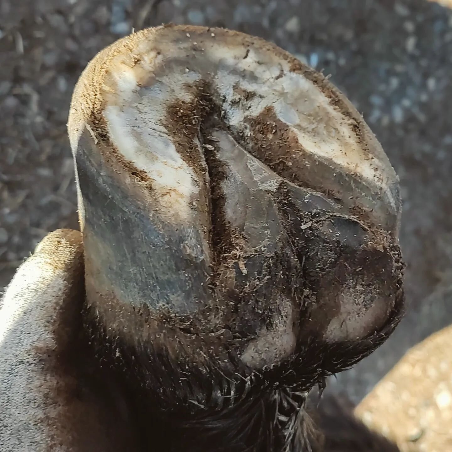Mule hoof of the day! We have been getting a lot of snow in New Mexico after a pretty dry autumn, and our heavy clay soil really creates quite a mess when it melts. A lot of equines I have seen in the past couple weeks have developed thrush (often vi