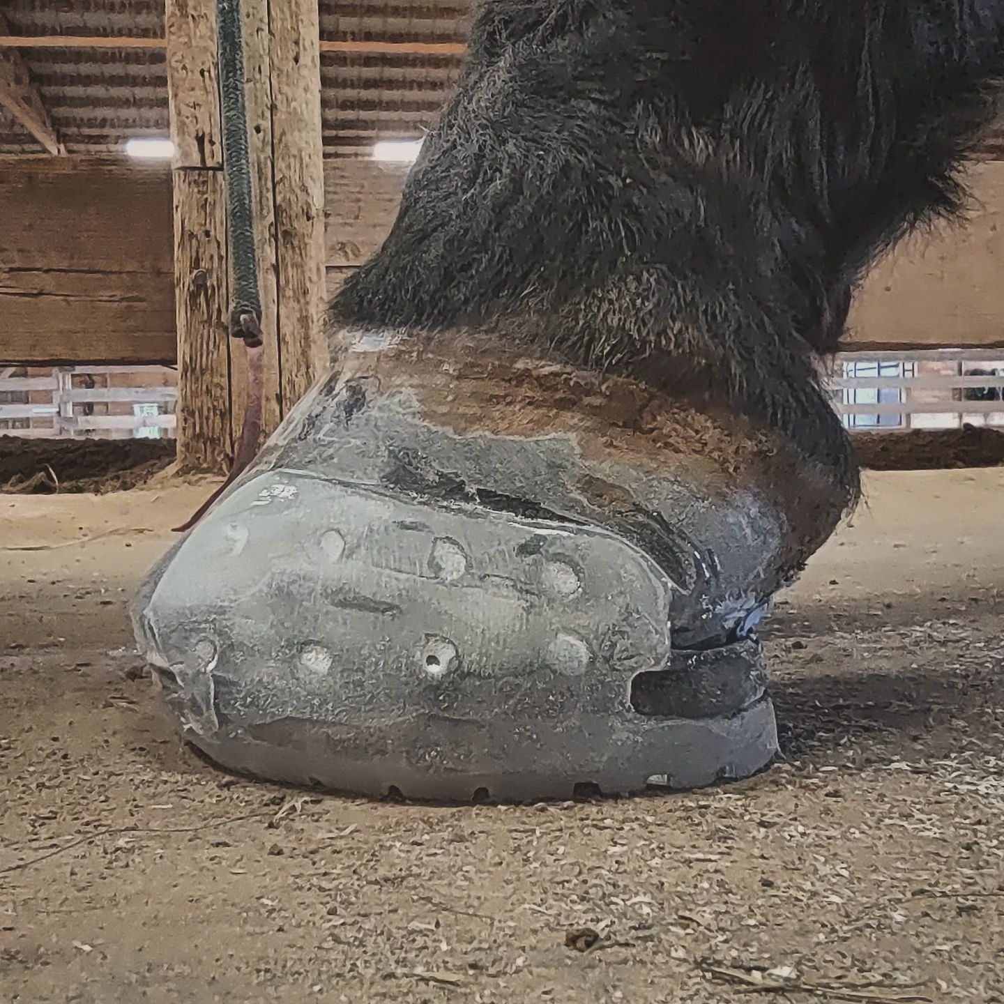 Arts and crafts day! Some horses benefit from a more involved shoeing setup when other efforts haven't yielded results. This horse's owner is doing all the right things for this older Trakehner, from diet changes to radiographs, but this horse has a 