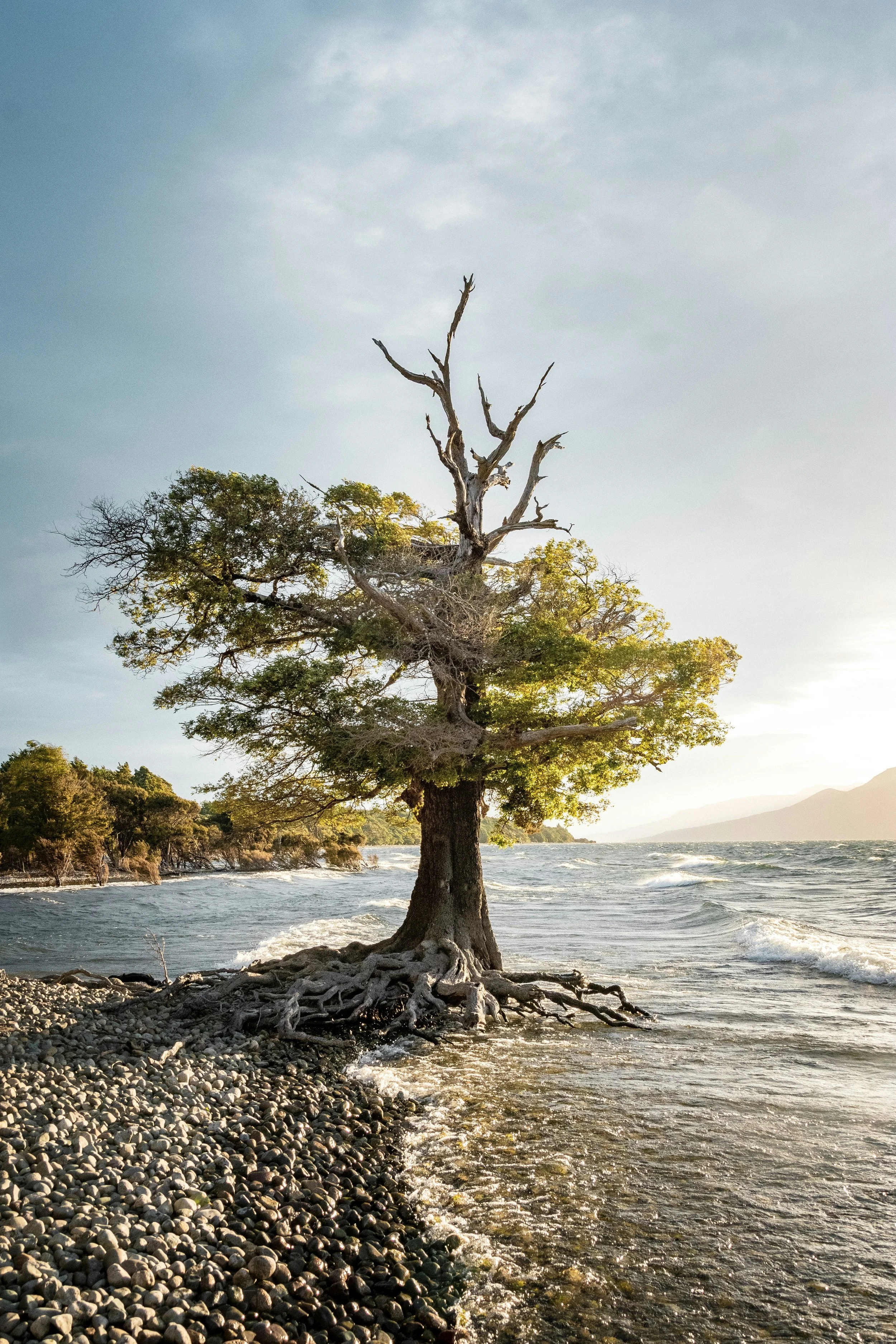 Discovering Your Family Tree