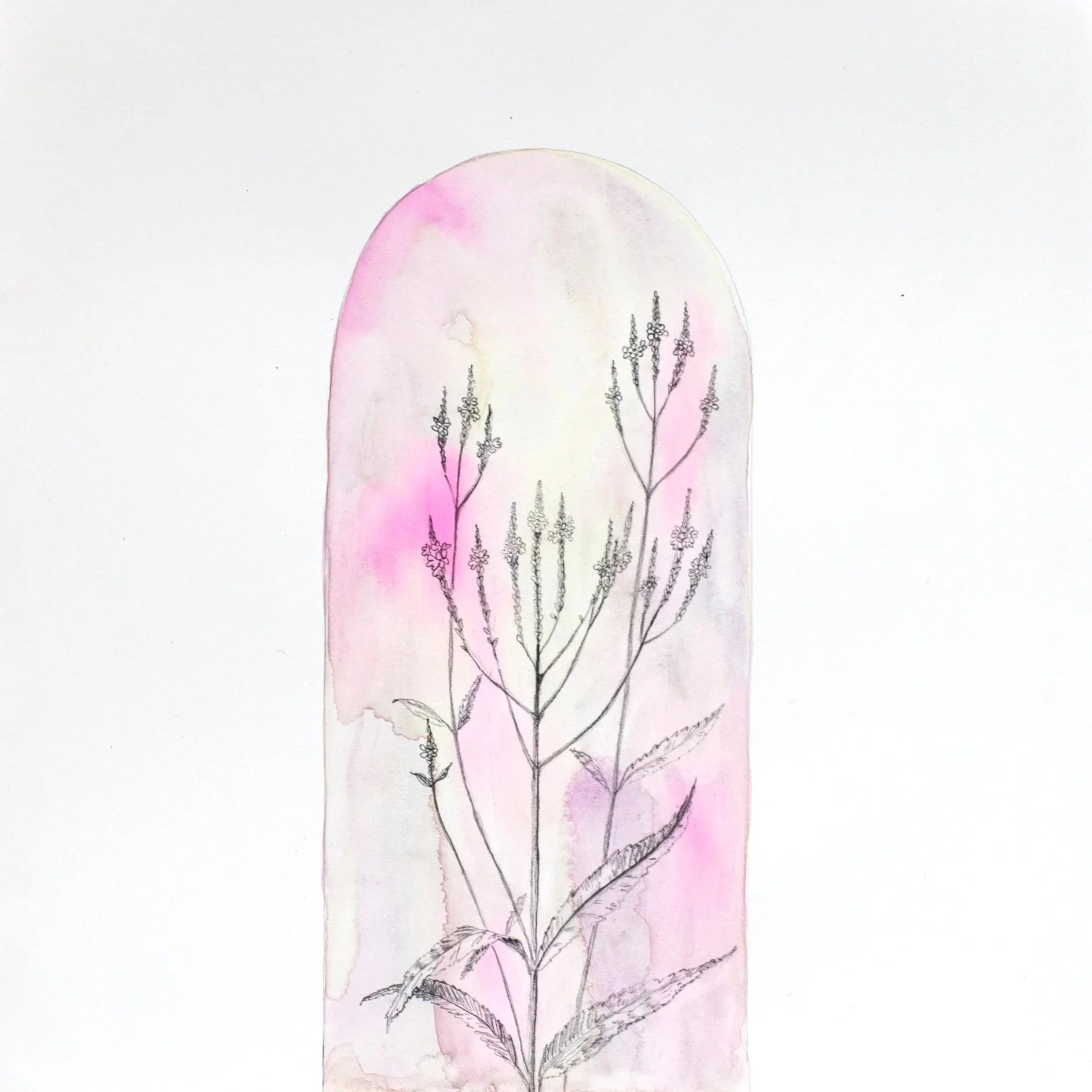 Verbena hastata
