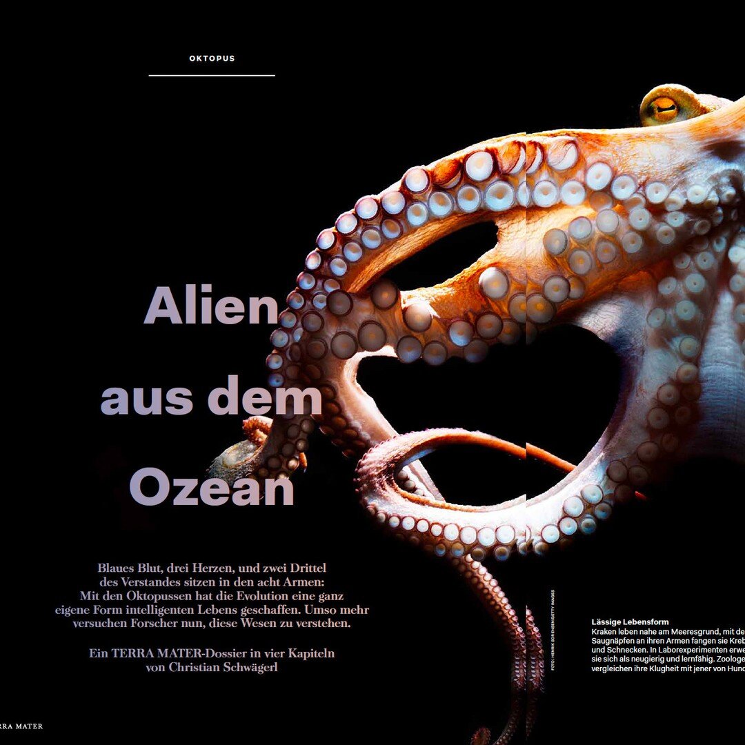 It was wonderful to contribute to @terramatermag's sumptuous article on #octopus. Terra Mater is a high-end, German-language print magazine similar to National Geographic

Thank you Christian Schw&auml;gerl for your insightful &amp; sharp interview. 