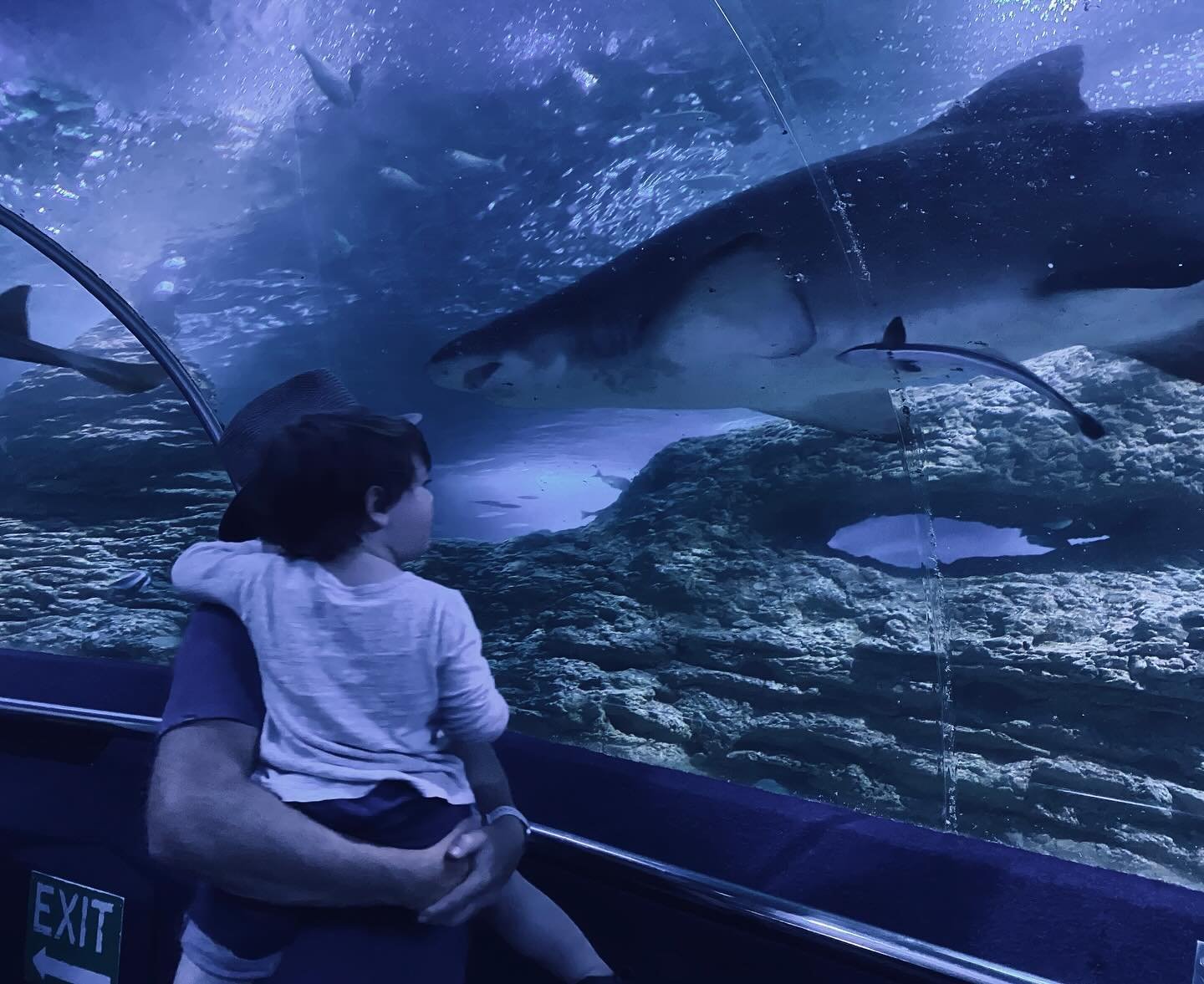 Teaching the little one about elasmobranchs and teleosts, and turtles and echinoderms, and jellyfish and corals and everything inbetween @aquariumofwesternaustralia 

#marineaquarium #marineeducation #marinelifematters #taxonomy #aqwa