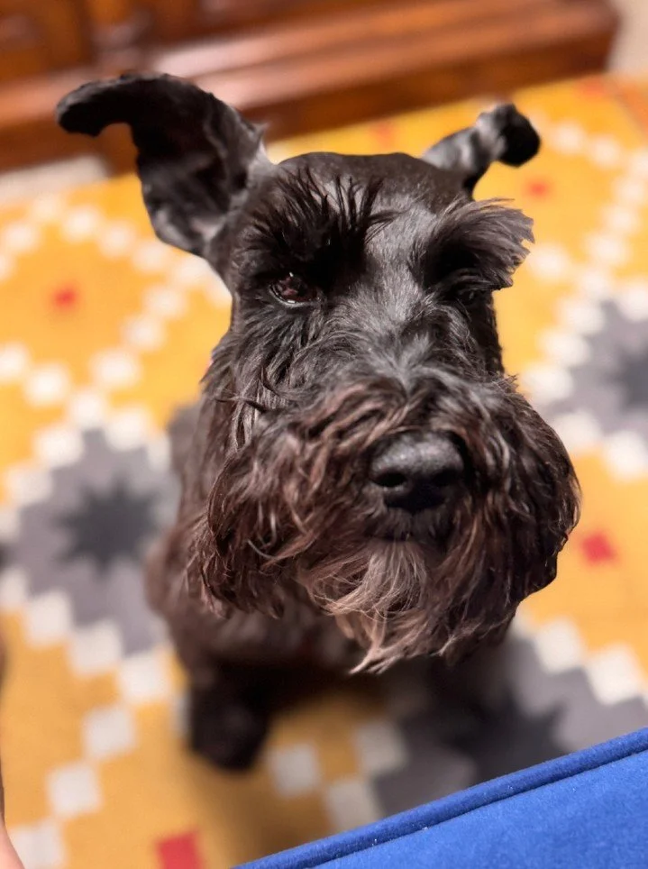 Meet our hardest working employee!

Gryff's putting in the hours at A.R.K. Ramos and needs a new headshot. 

#ARKRamos #ARKRamosManufacturing #Manufacturing #ARKRamosMascot #OfficeDog