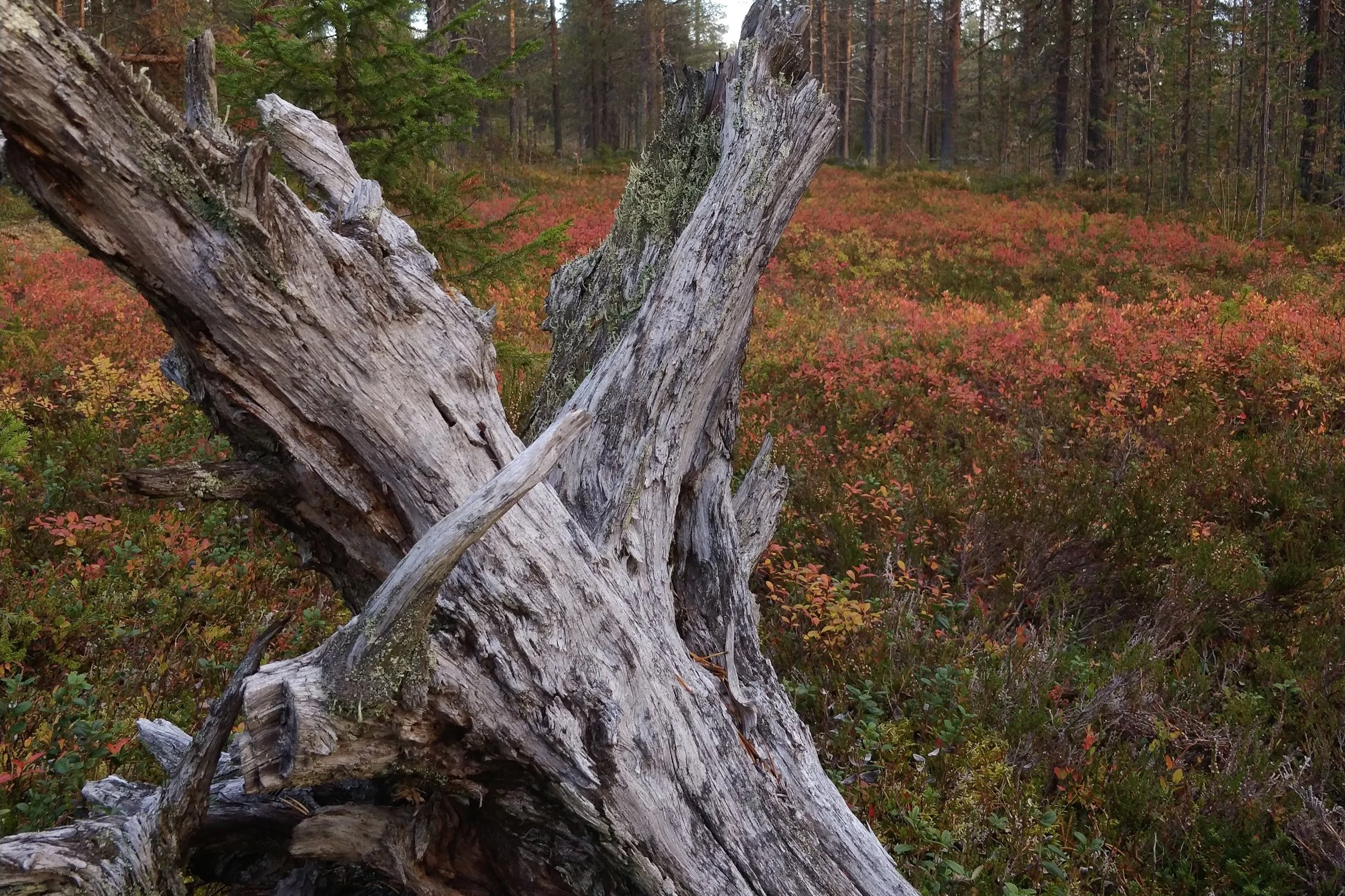 Valtapuut, ihmisen suhde puihin ja luontoyhteys