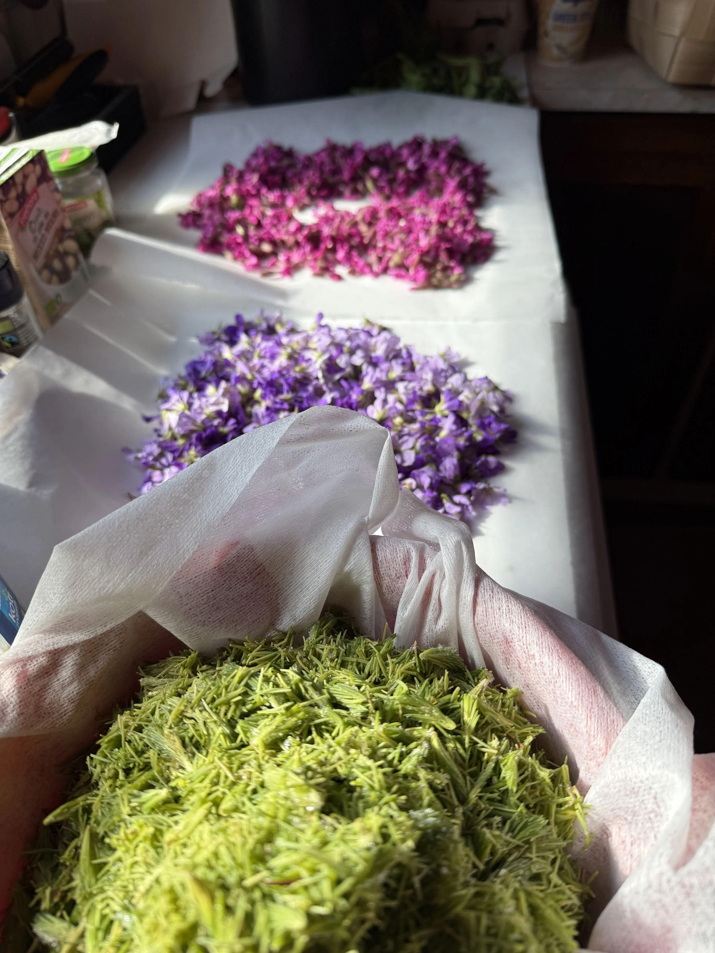 Live-webinaari: Näin säilöt kevään villiyrtit 29.3. klo 13-14