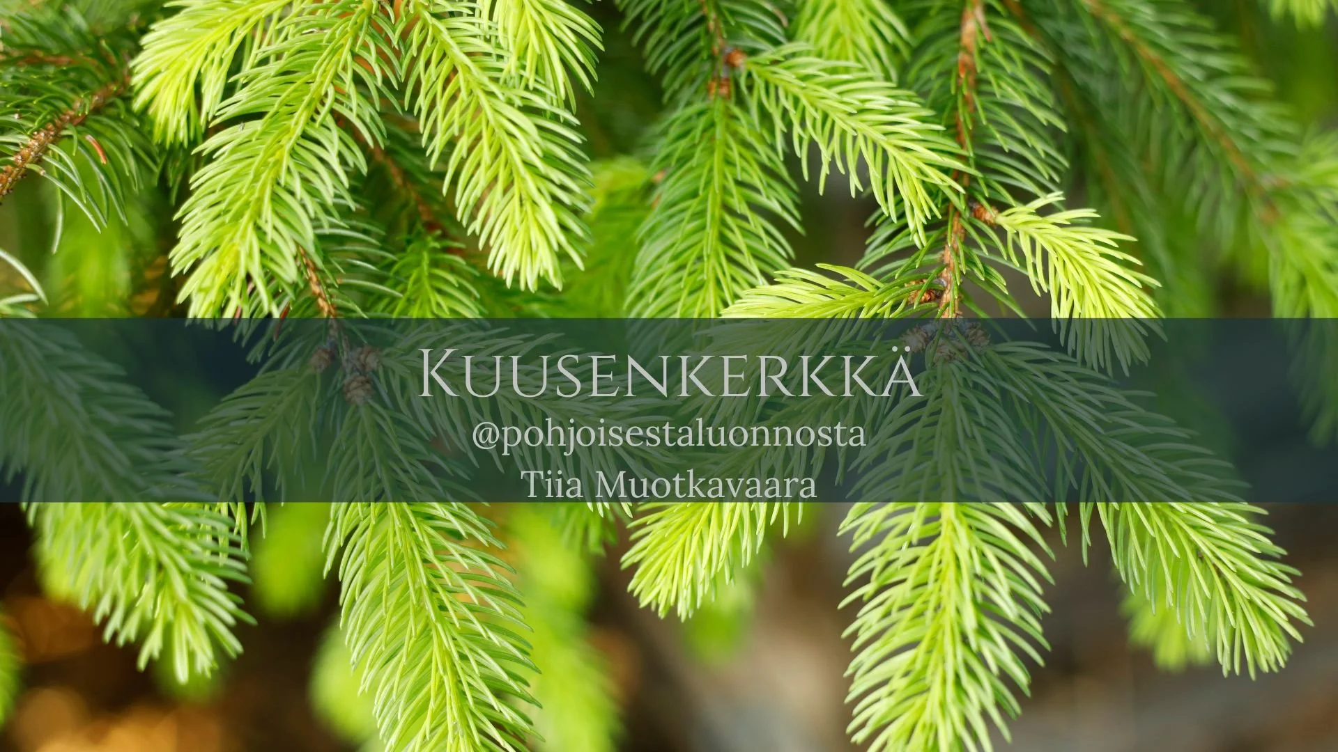 Kuusenkerkkä