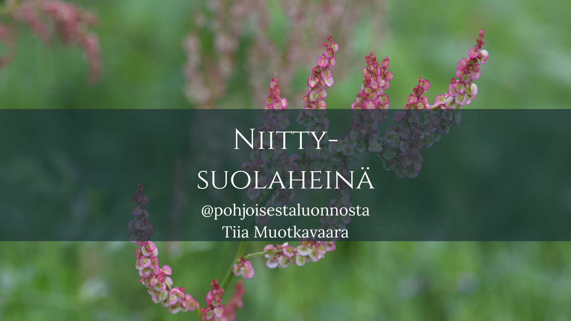 Niittysuolaheinä