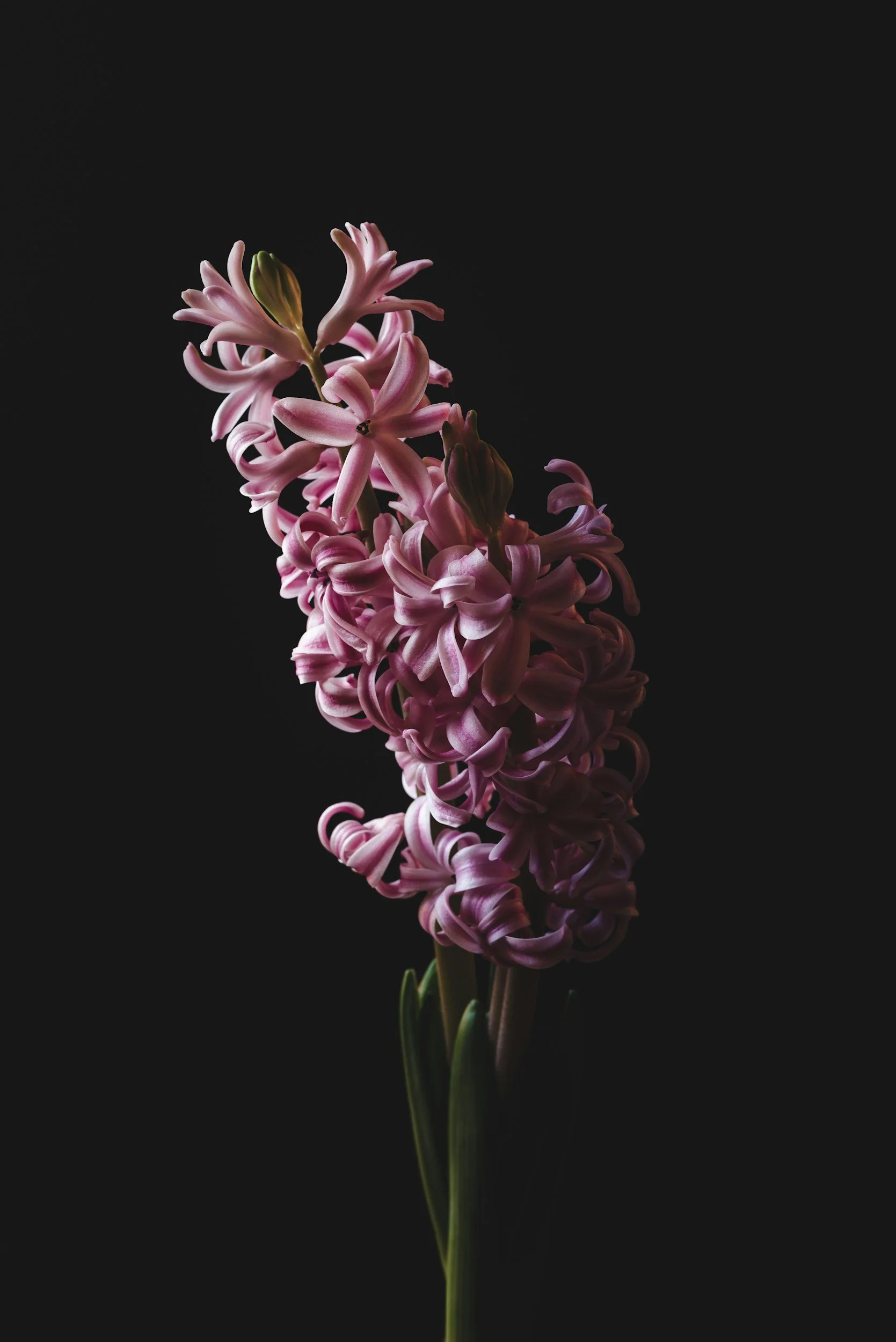 Tenderness / Yet Another Flowering Plant