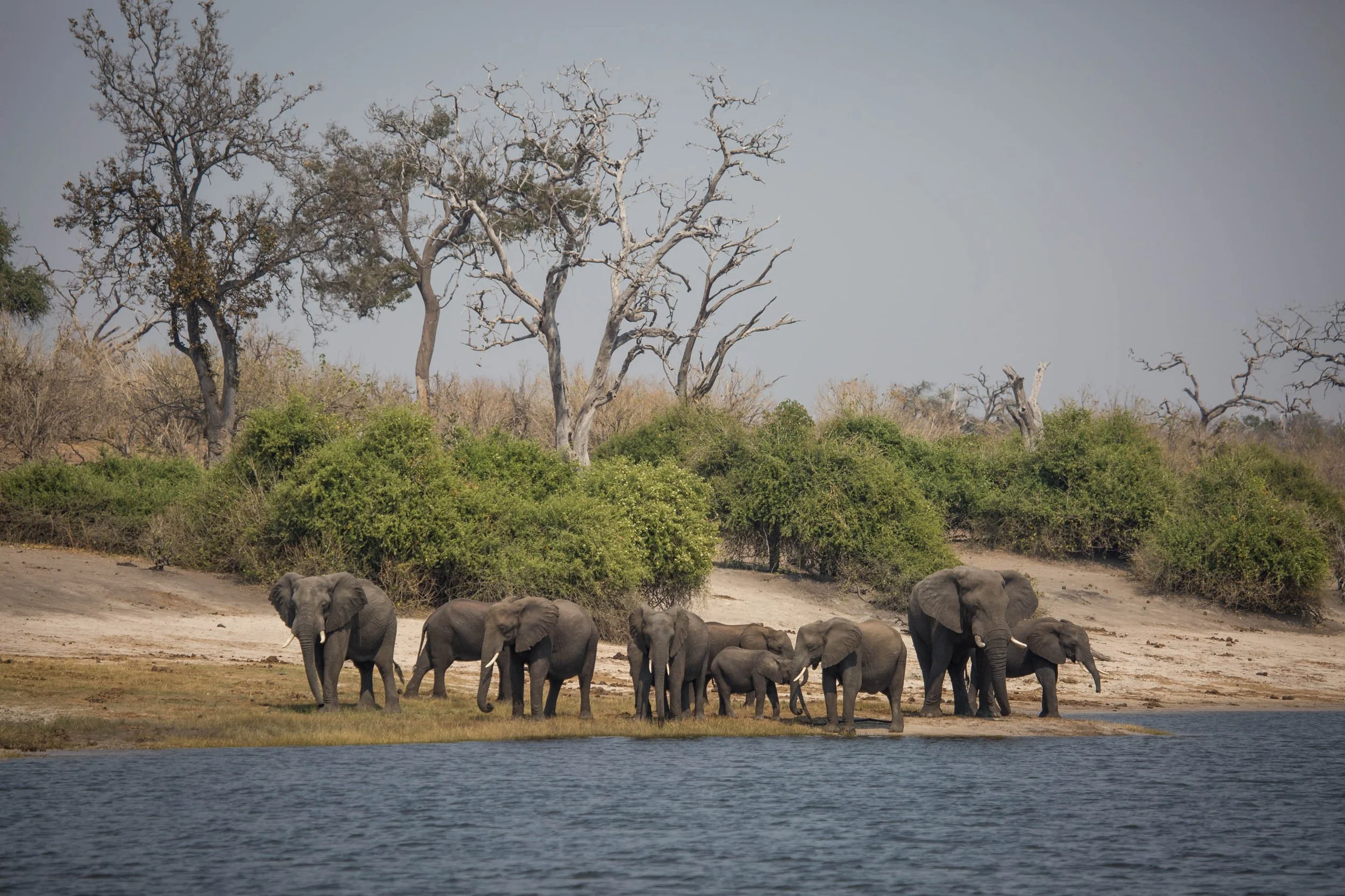 Botswana Chobe River 1.jpg