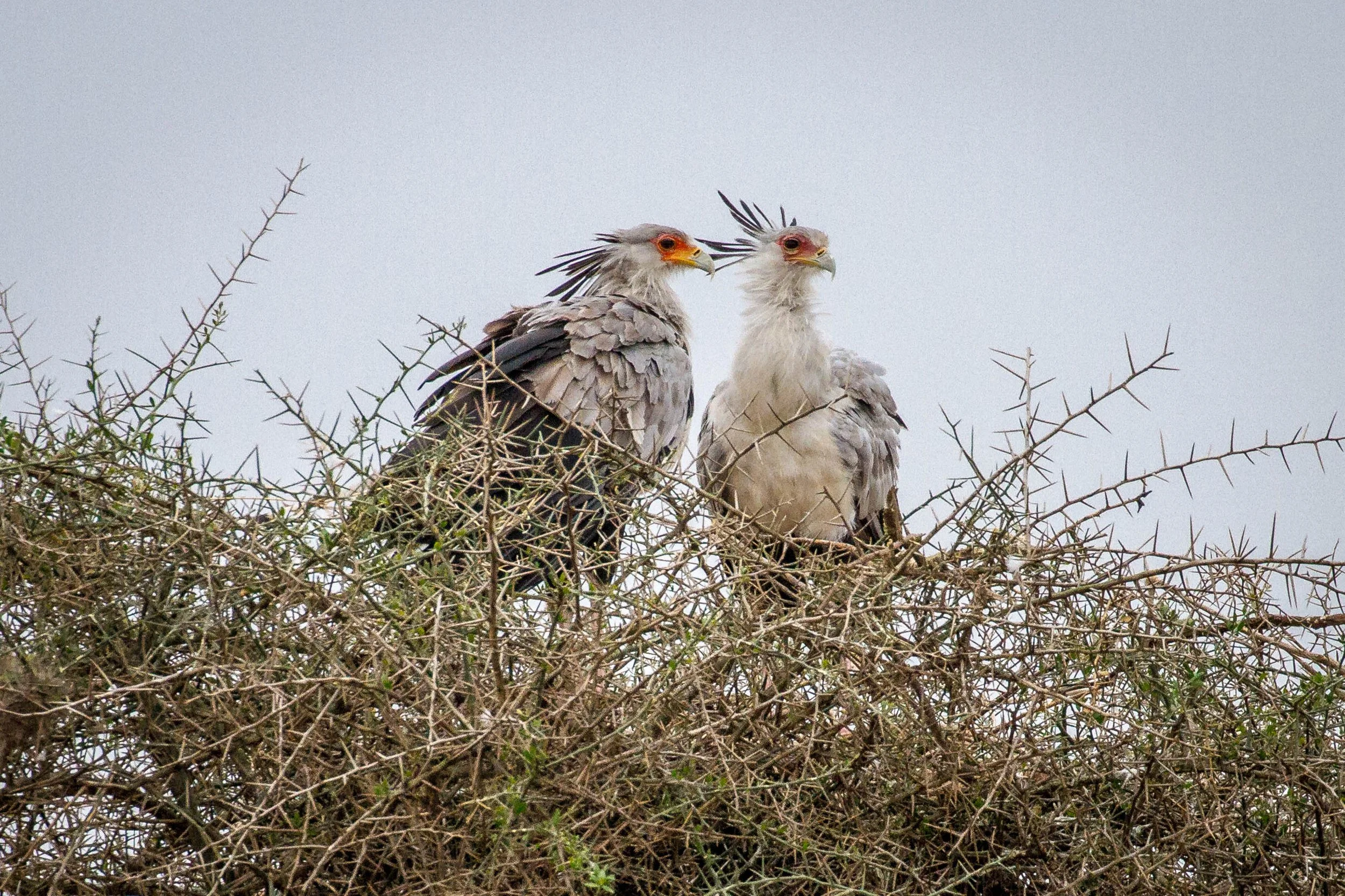 Serengeti SecretaryBird.jpg