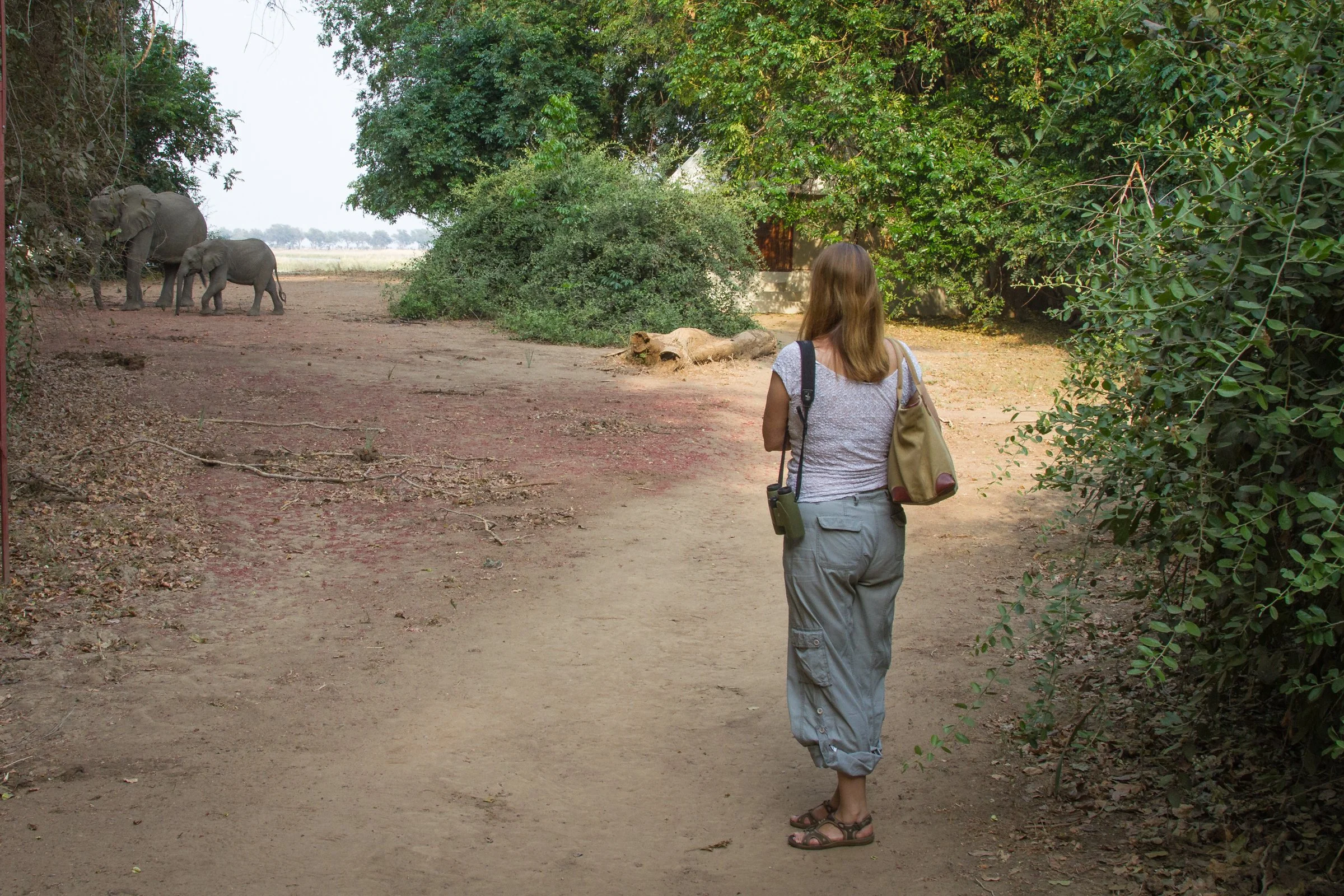 Lower Zambezi elis in camp.jpg