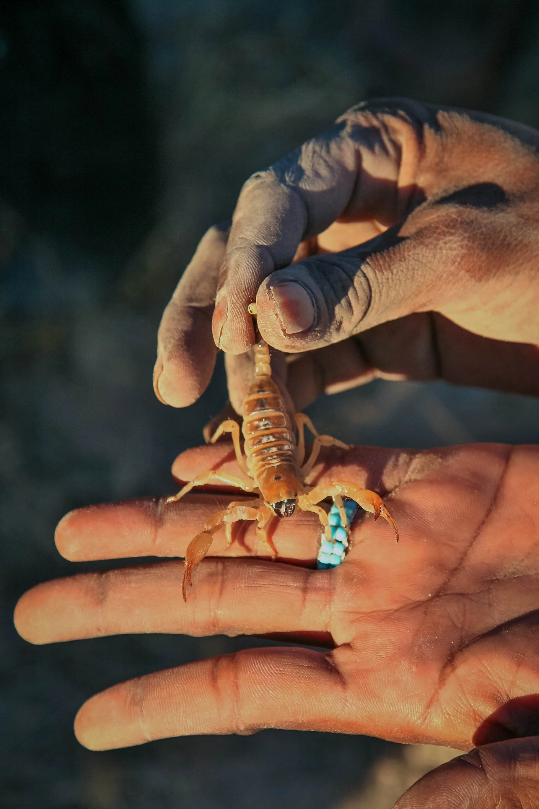 Bushman showing scorpion.jpg