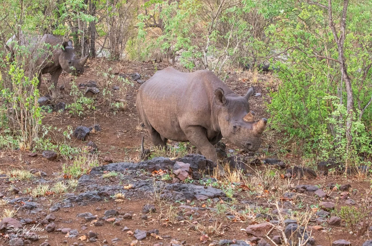 S&L Rhino.jpg