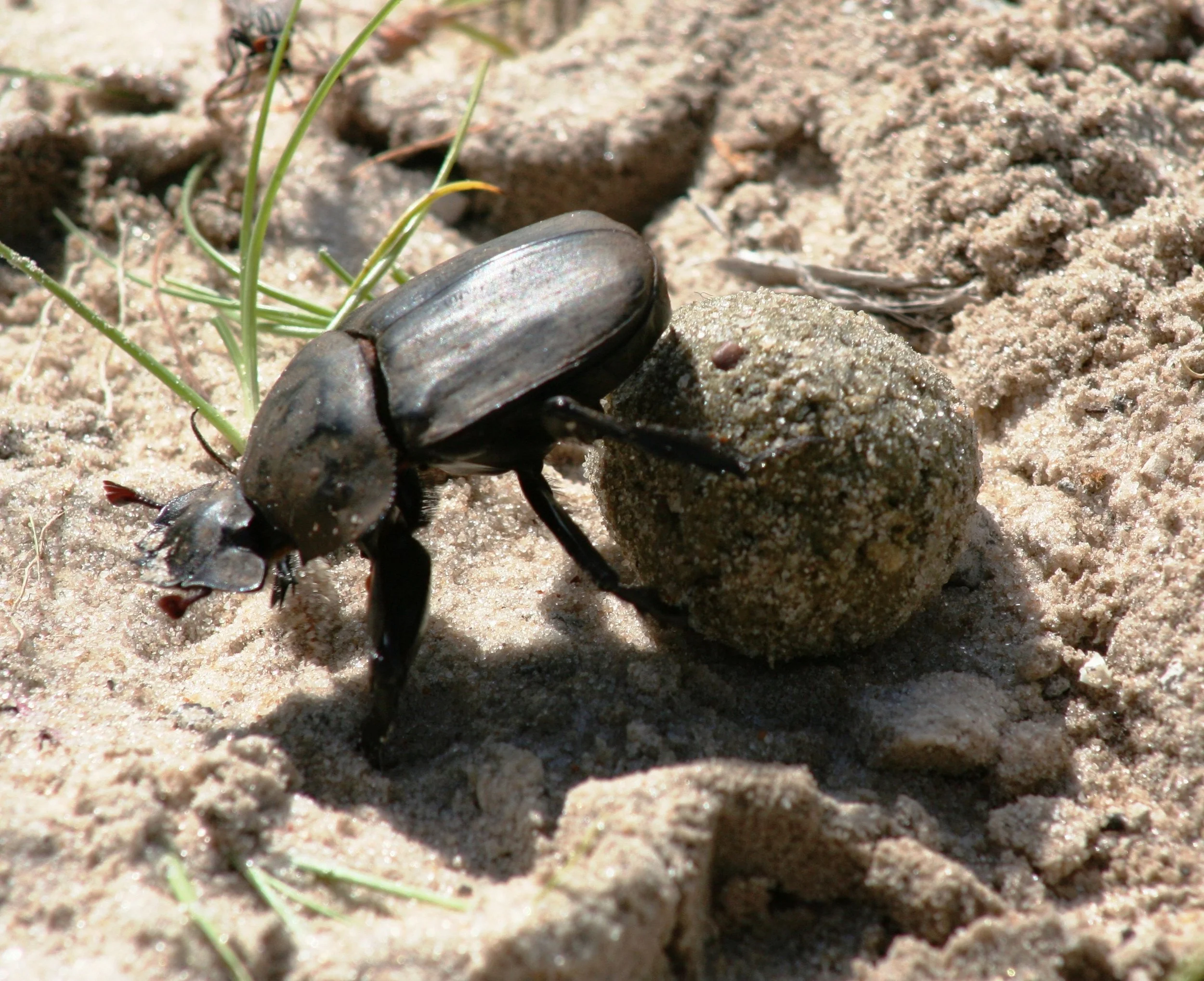 HWANGE DUNG BEETLE WITH BALL.JPG