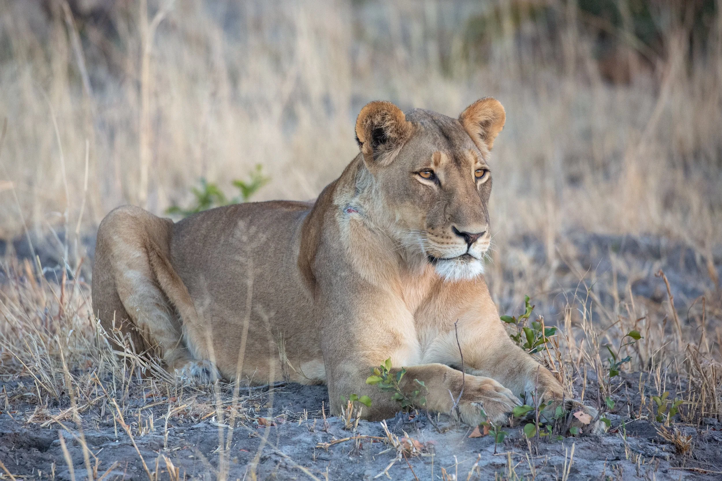 lion shumba july 2016  (1 of 1)-2.jpg