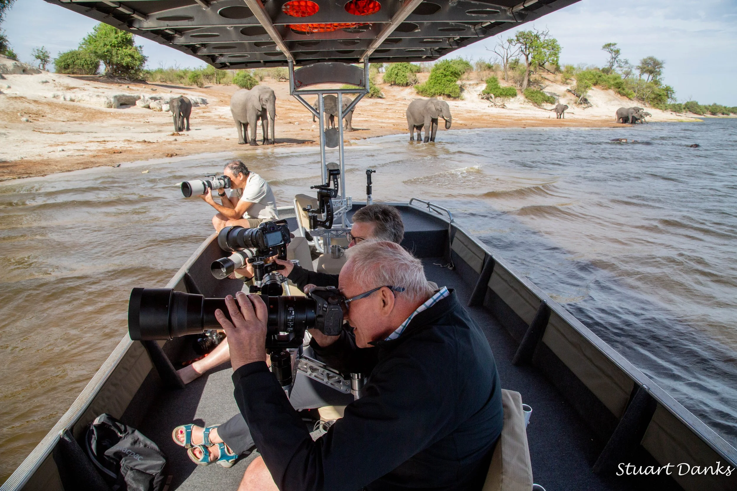 chobe pangolin october 2018 .jpg