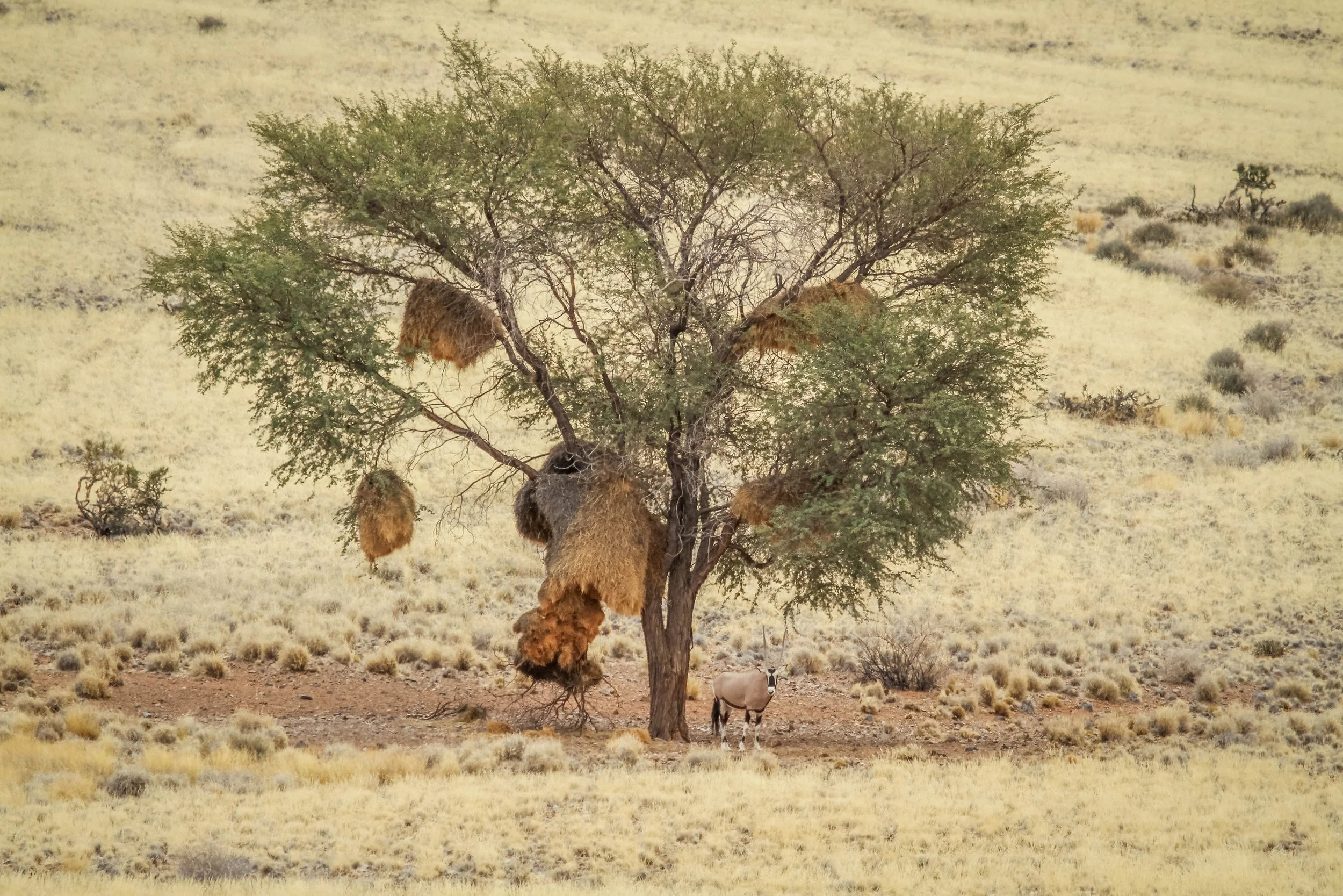 gemsbok namibia nov 2012 2.jpg