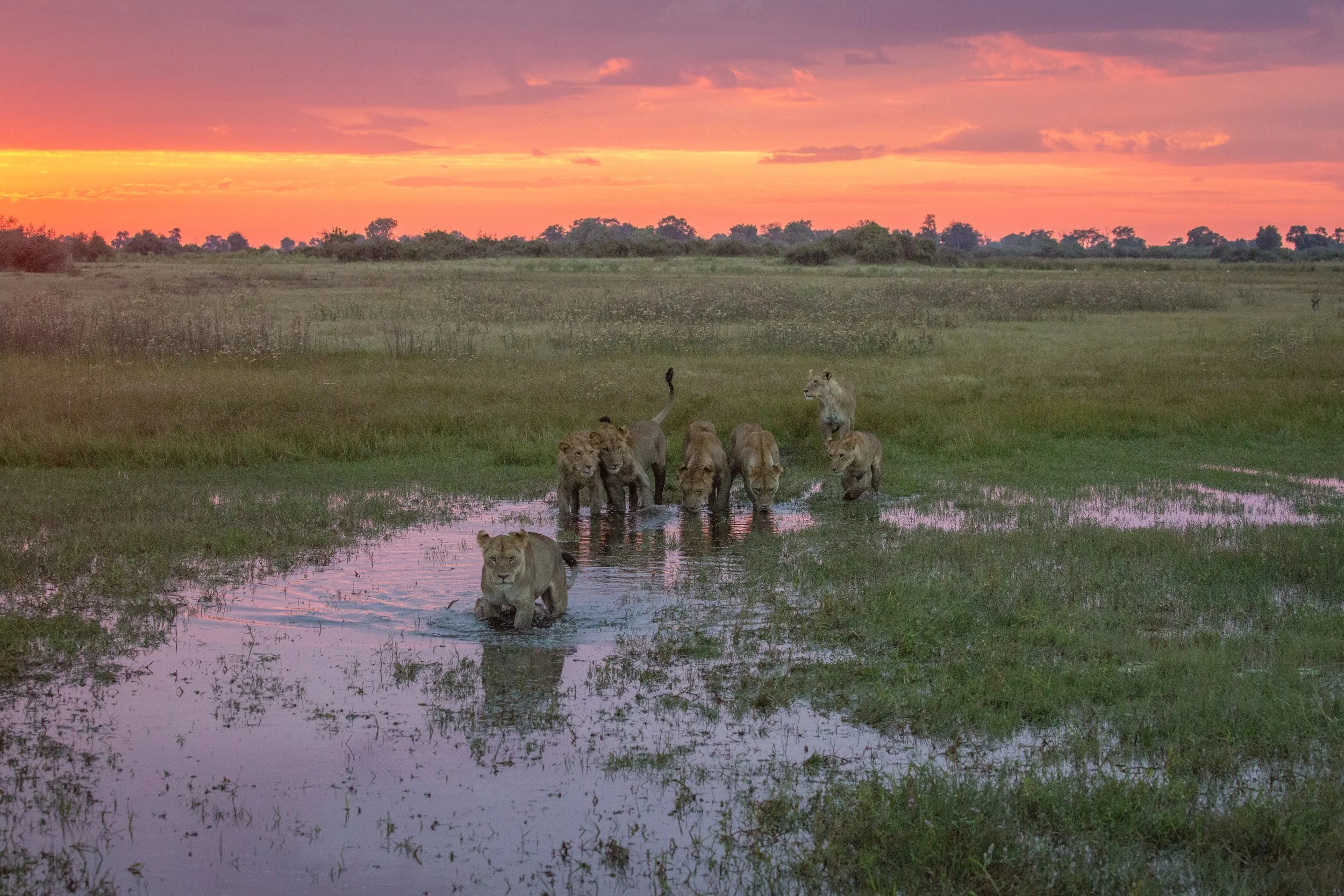 Lions okavango great plains 2017 (2 of 1).jpg