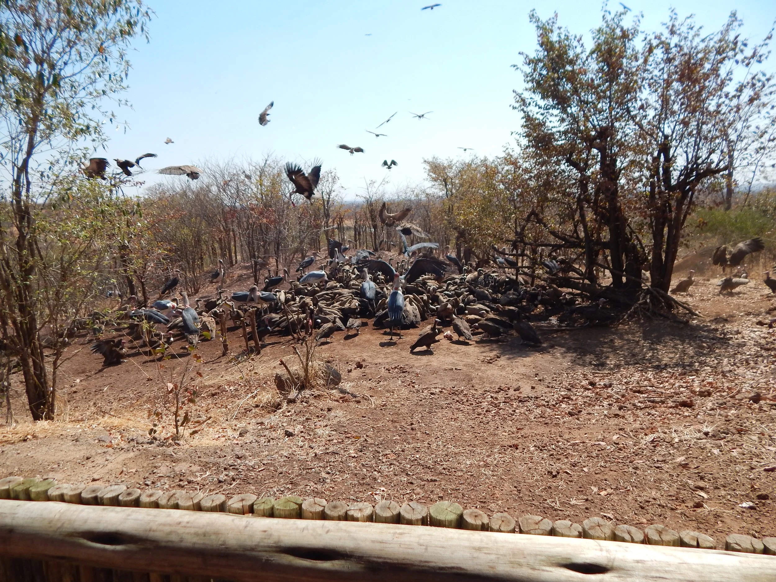 Vulture Restuarant Yvi.JPG