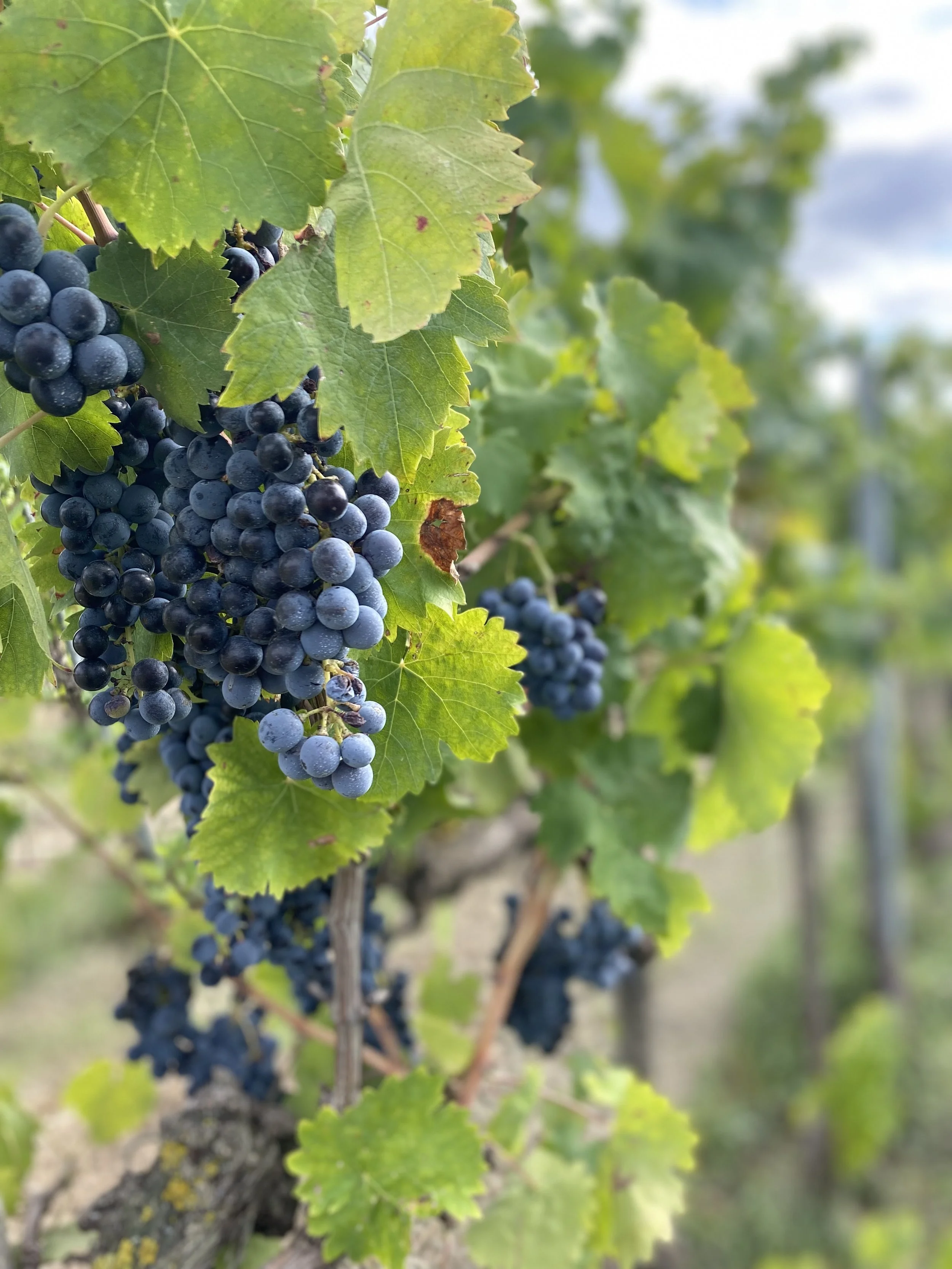 Yoga Retreat Tuscany