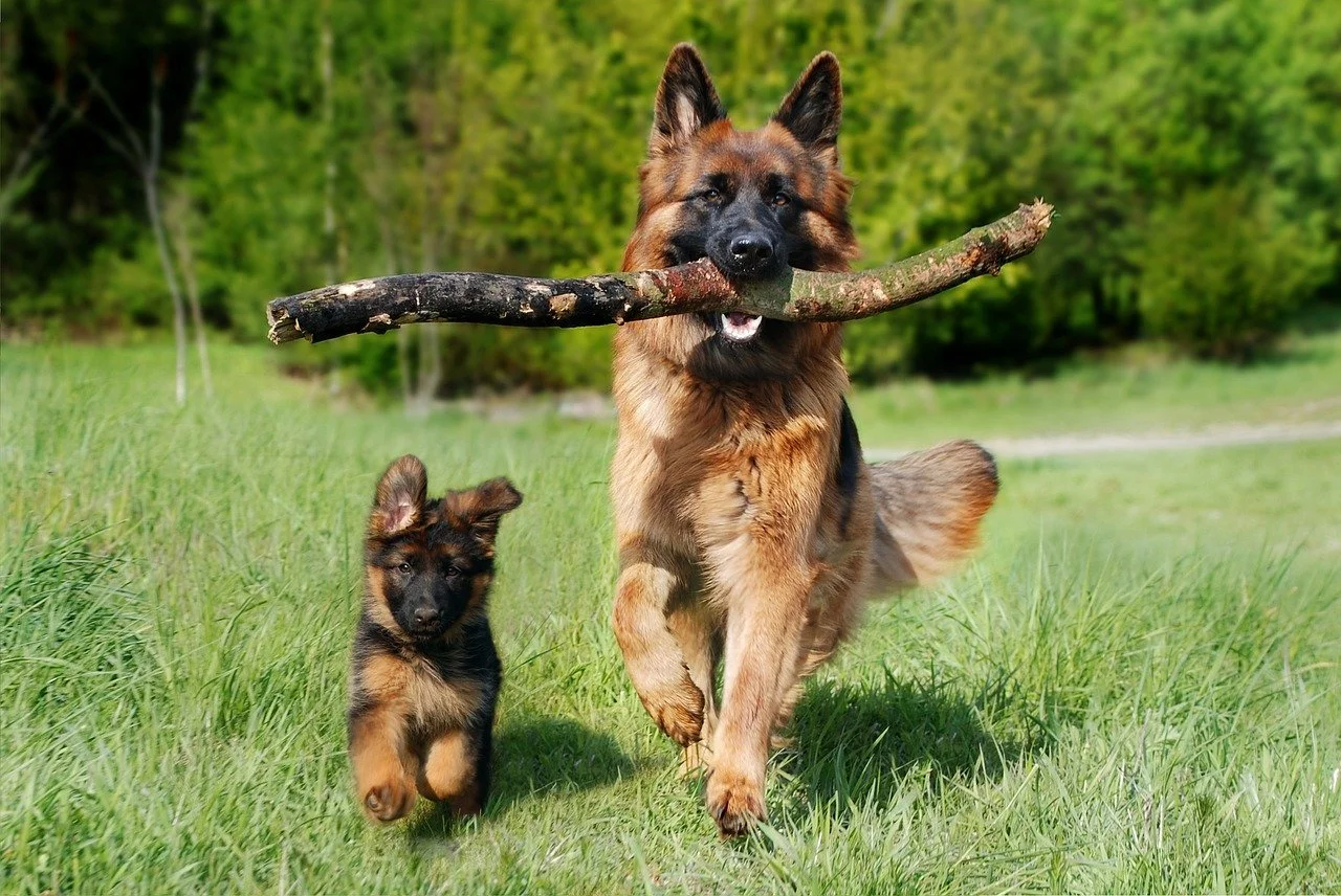 From Puppy to Adolescent: Handling the Transition
