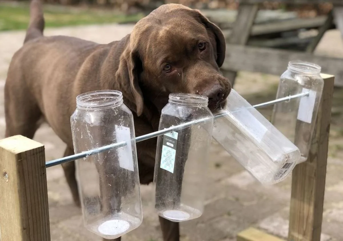 Hund som leker med en hemmagjord aktiveringsleksak "Snurra flaskan", där godis göms i petflaskor för att stimulera hundens mentala förmåga och problemlösning.