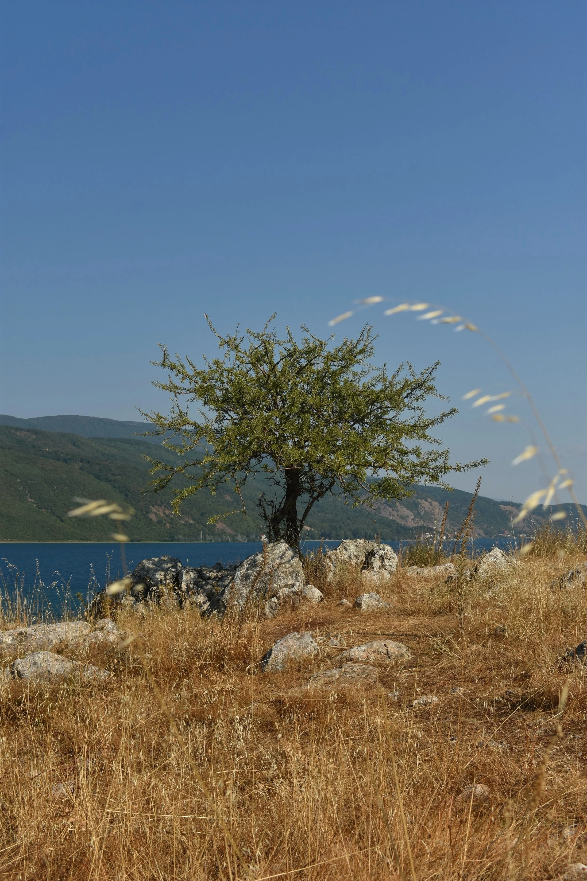 DSC_0527.jpg