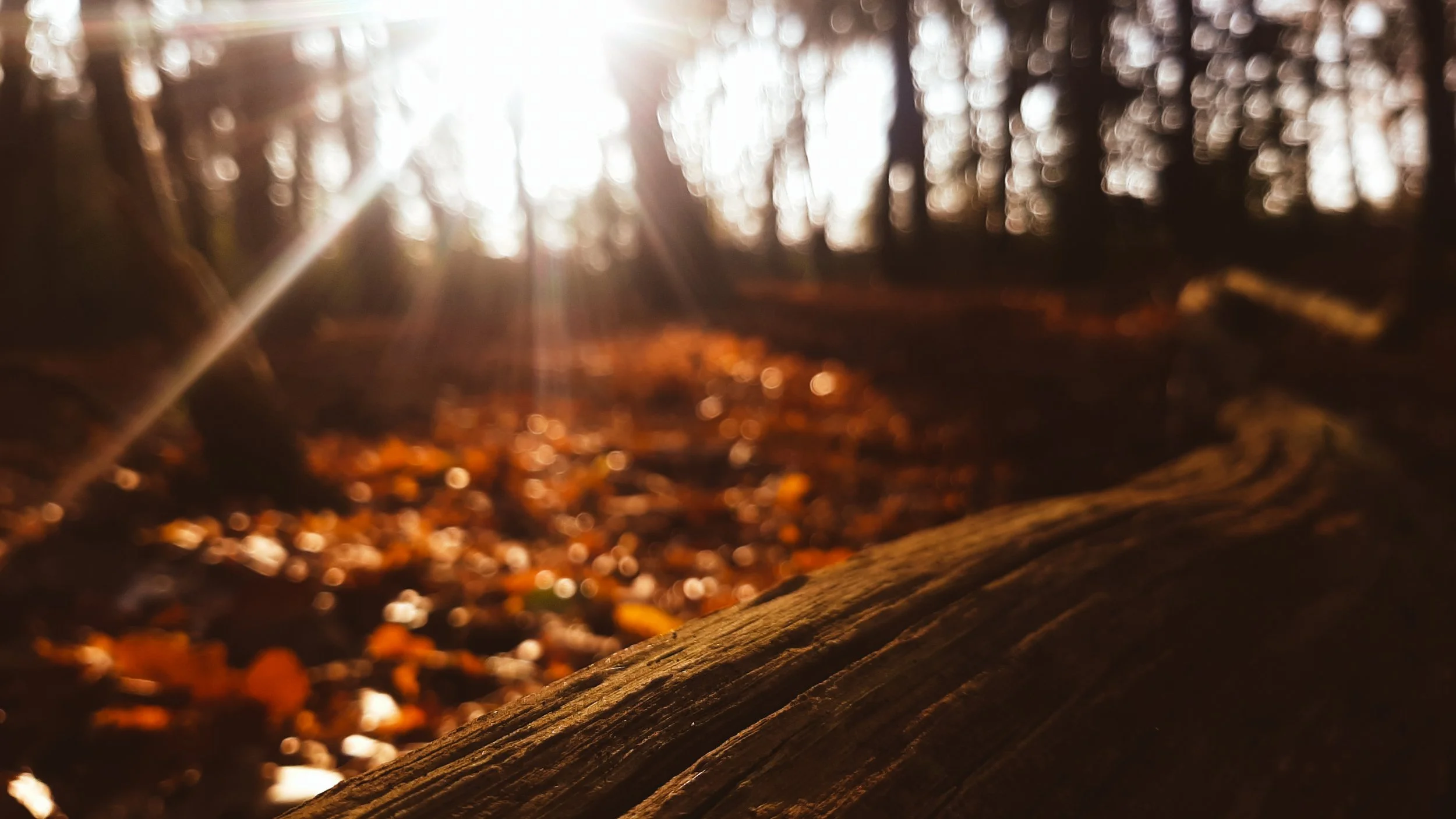 LRM_20201110_141659.jpg