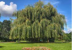 Willow Tree.PNG