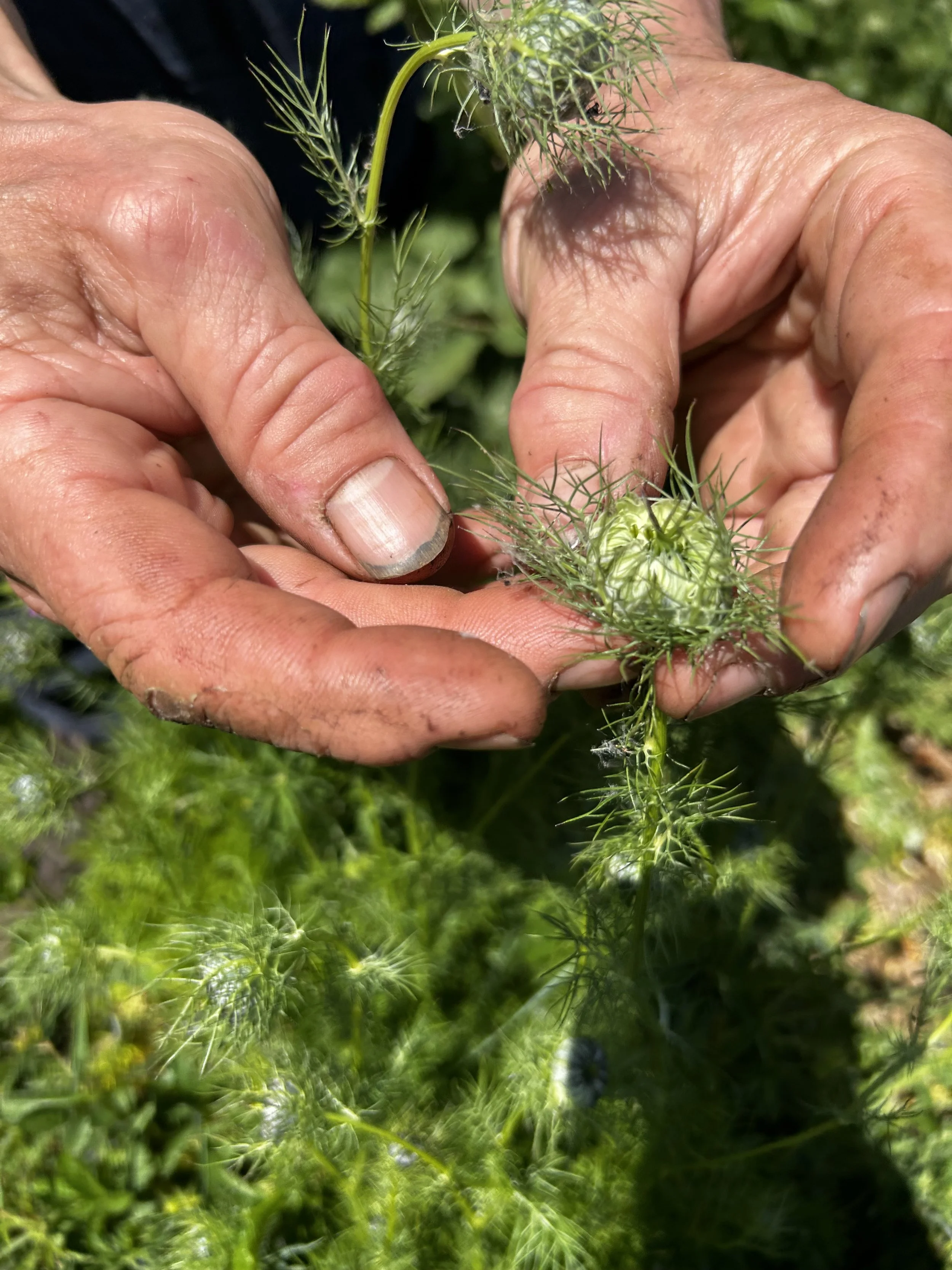 City Wellness: Wild Foraging with Woodland Cooking & Breathwork