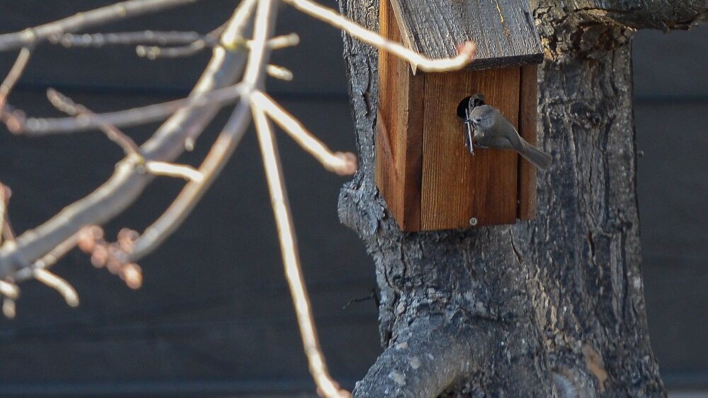 Oak-Titmouse-2103-6335.jpg