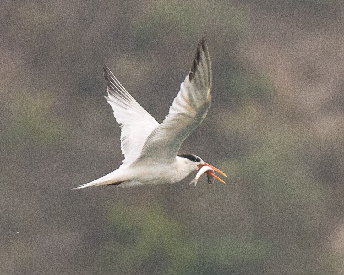 Tomales-Tern-Fish-BethAMathews-3064.jpg