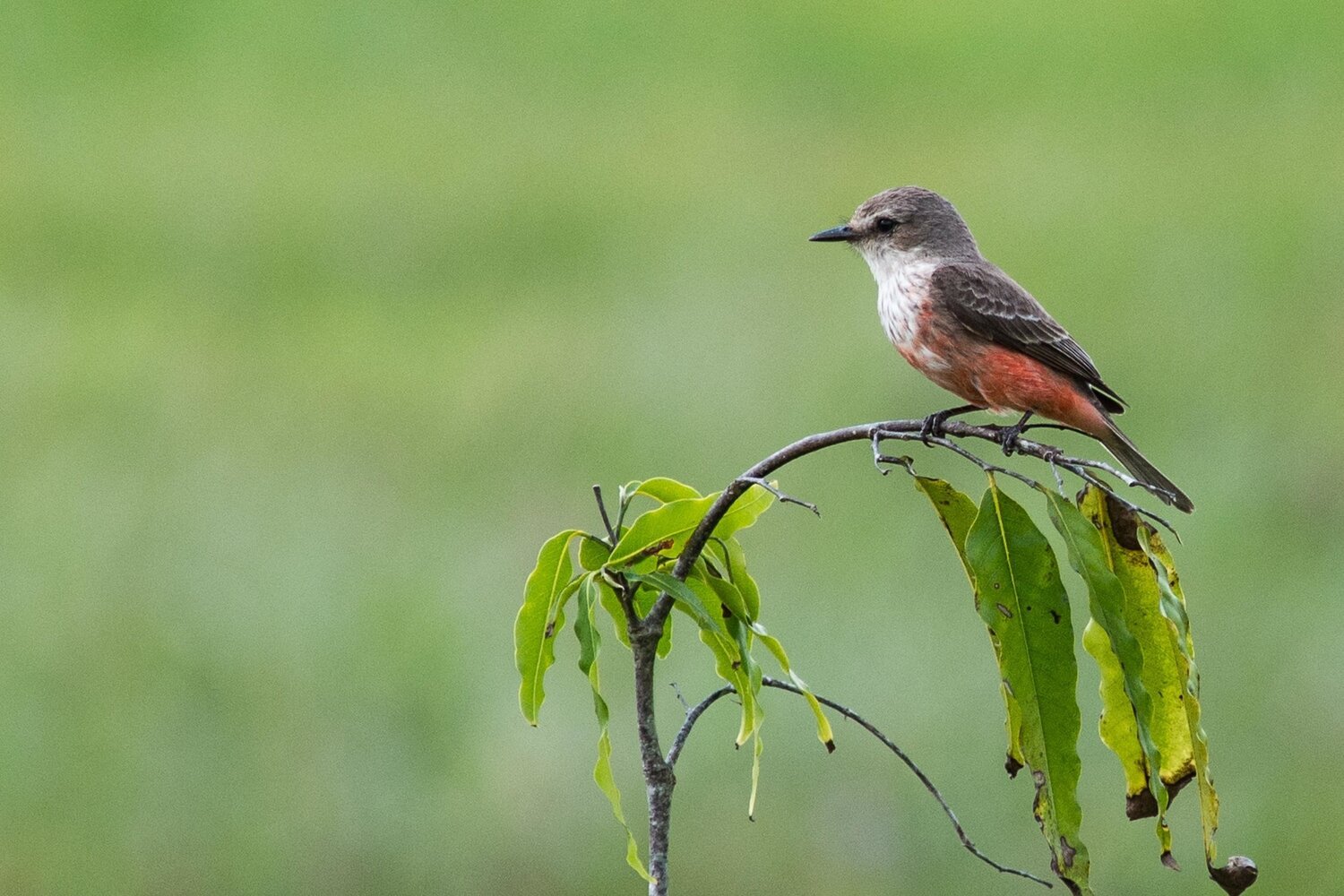 Vermillion+Flycatcher+Belize-1179.jpg