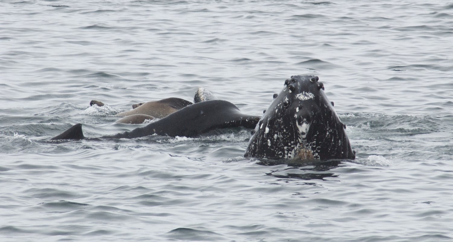 070412+Humpbacks-SSL-DSC_0376.jpg