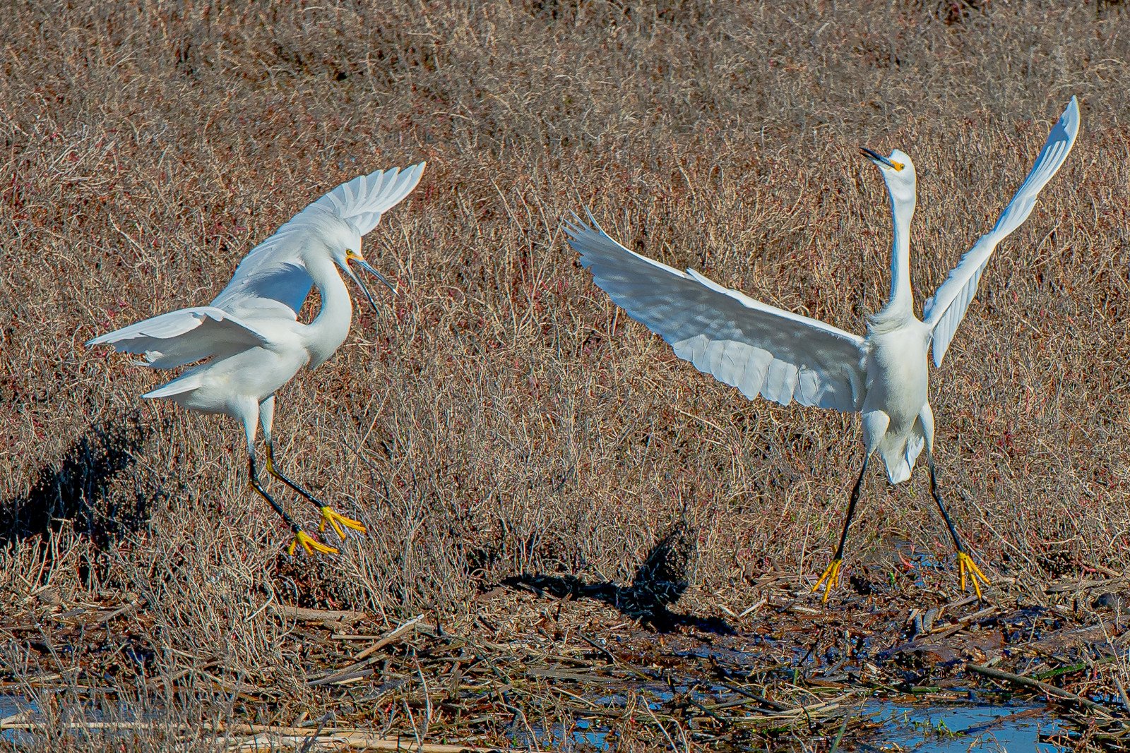 BethAnnMathews-SqSp-Nature-Birds-1107-1600.jpg