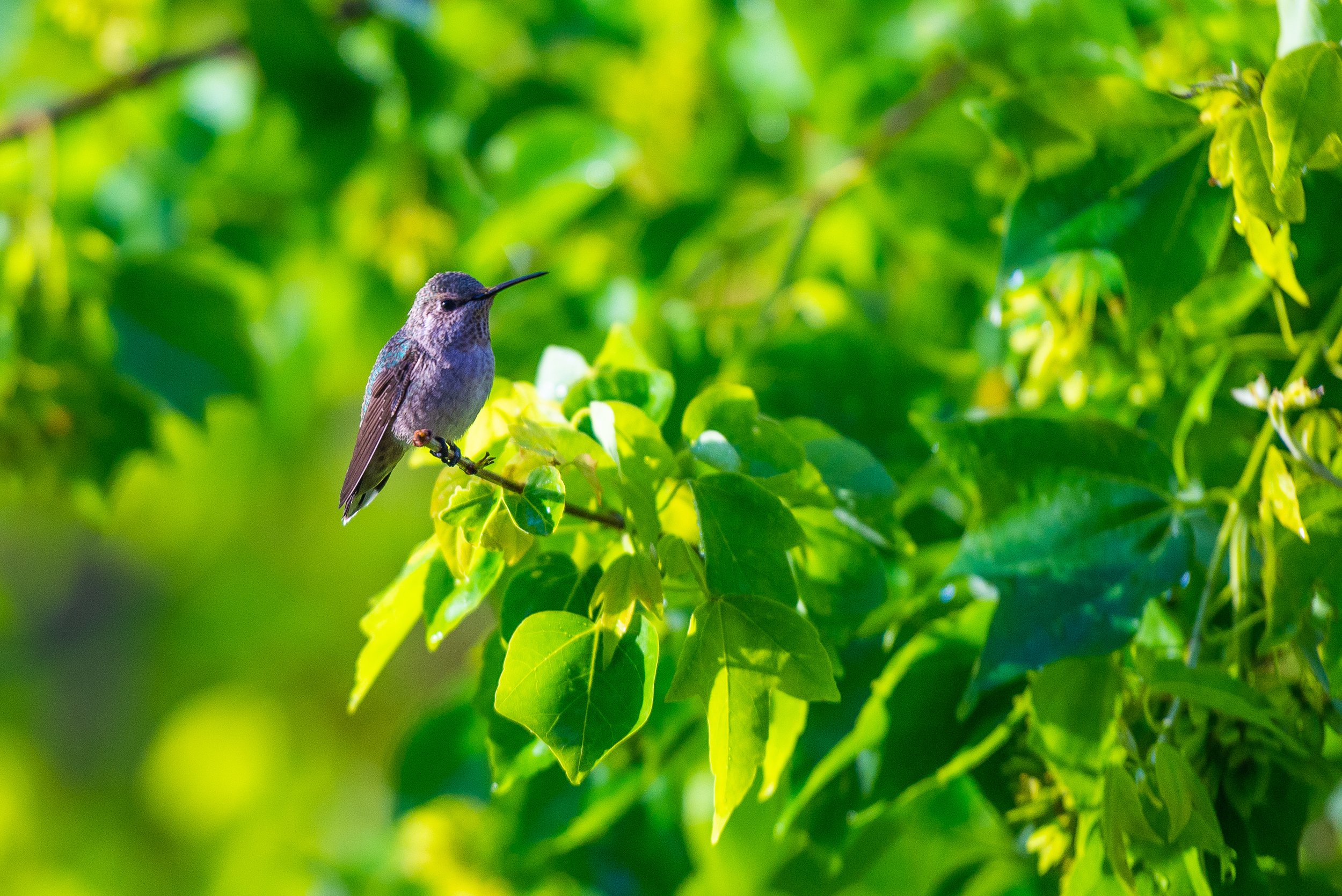 Hummingbird-Maple-BethAM-.jpg