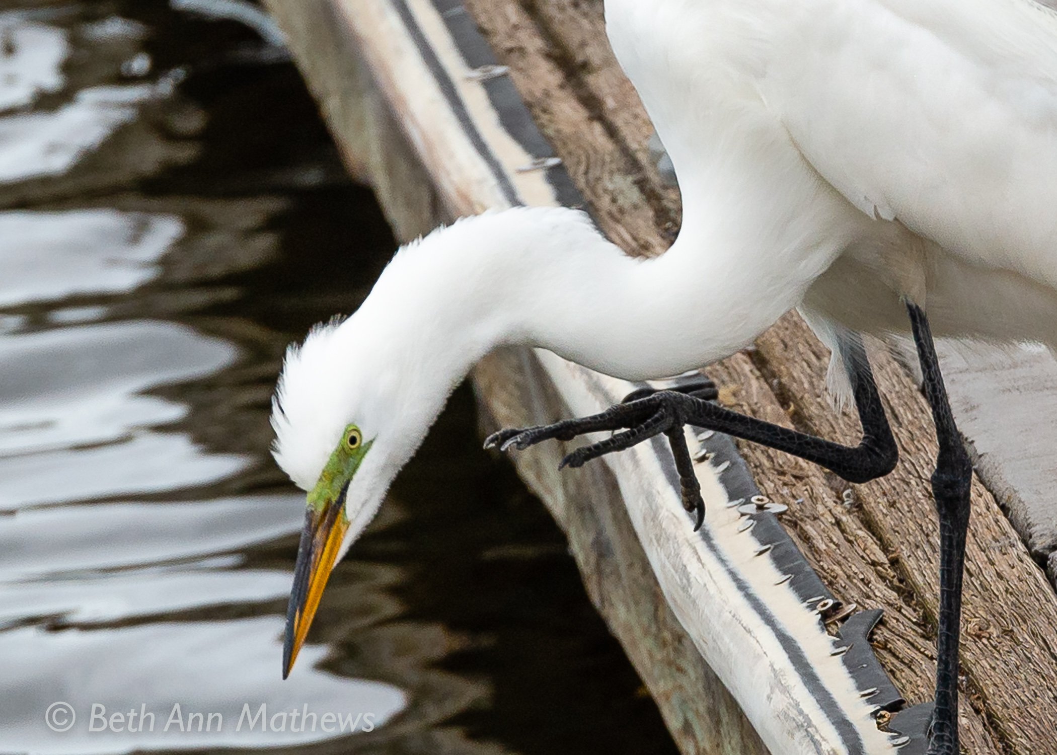 Great-Egret-BethAMathews-2634.jpg