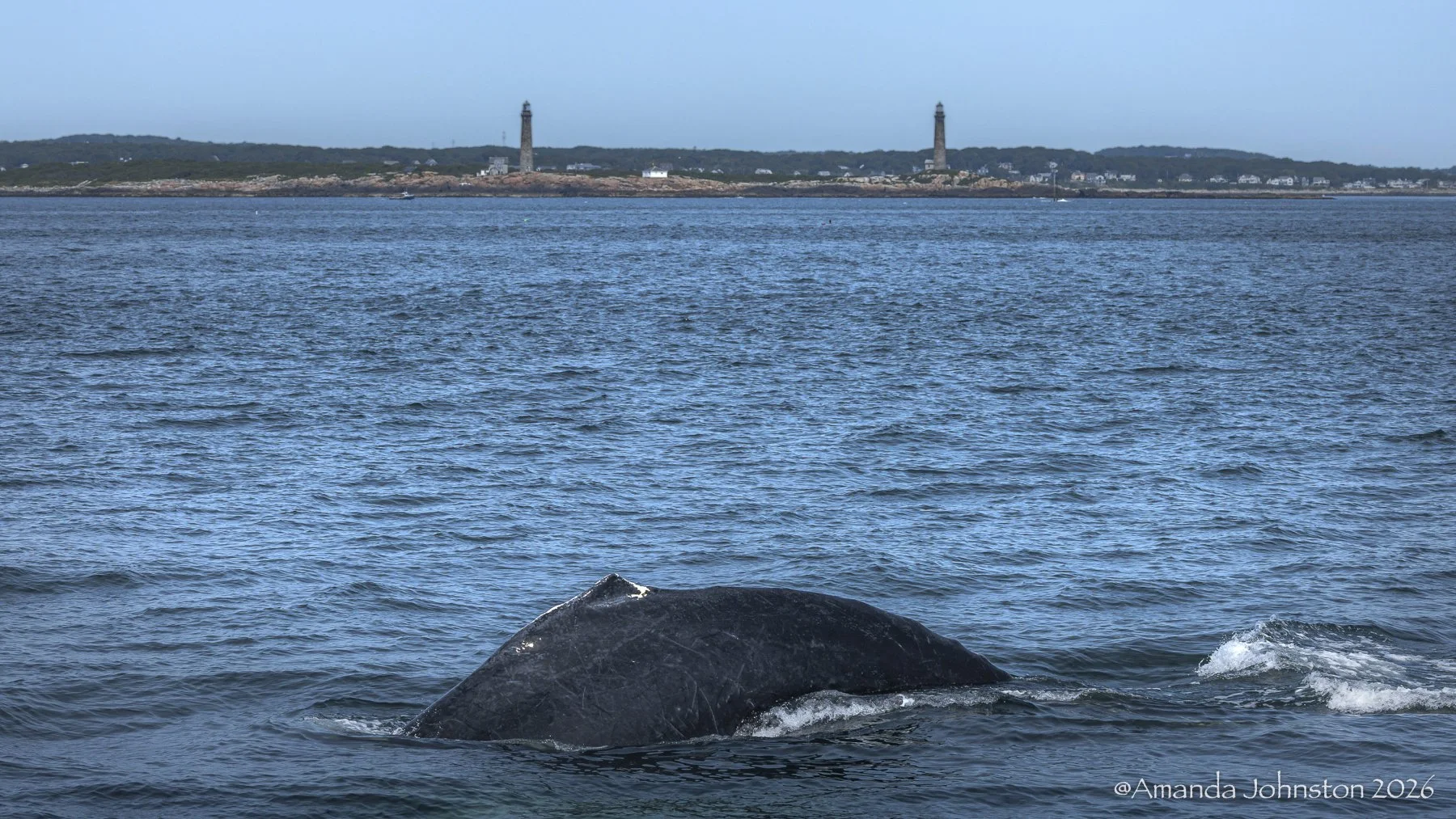 Thacher Island and whale by Amanda Johnston