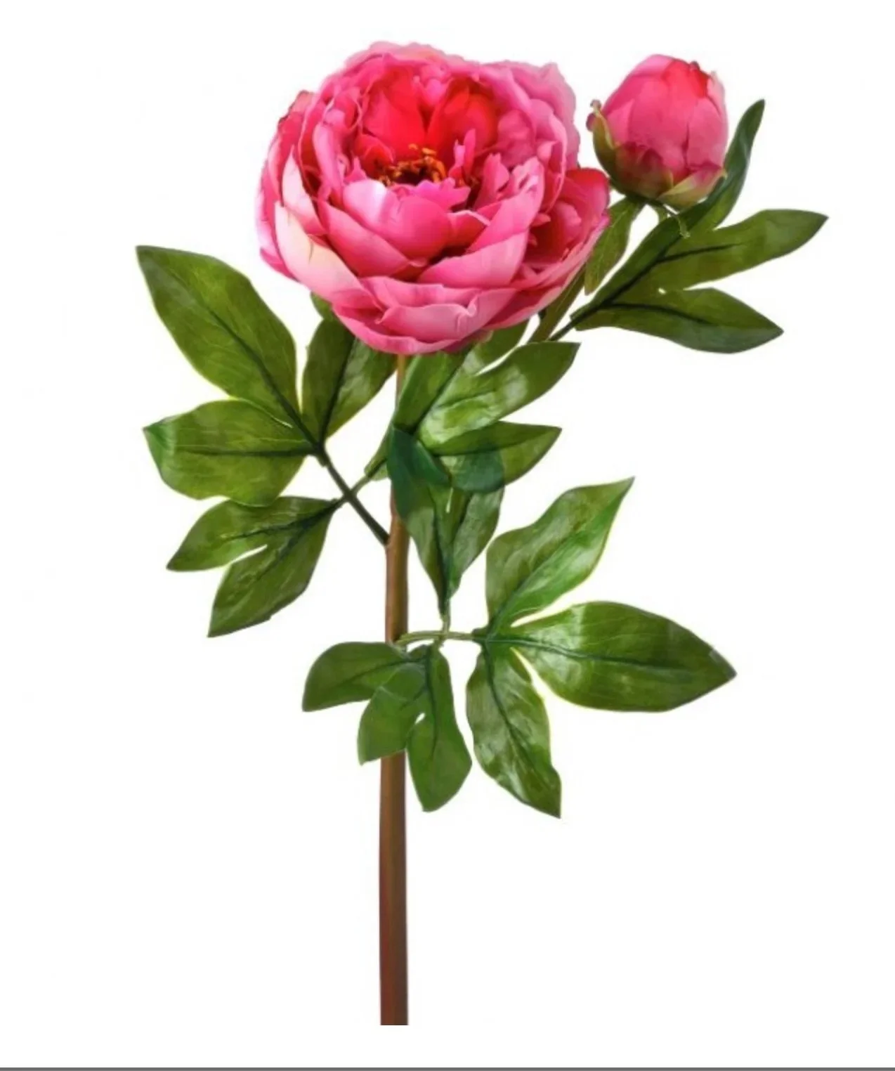 Pink Peony