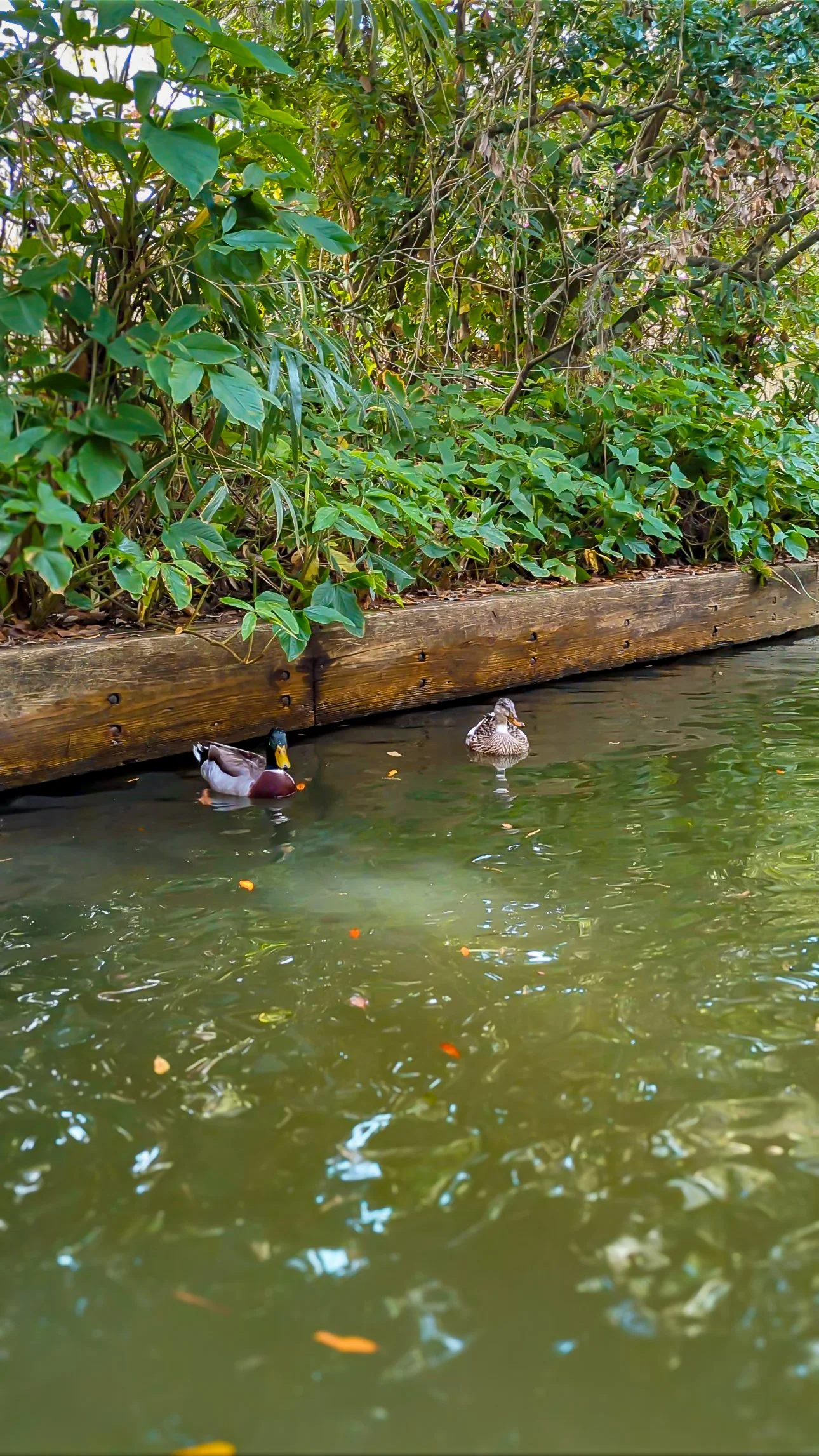 Ducks swimming along the Venetian-style canal on a peaceful Winter Park paddle tour with Otter Paddle Orlando