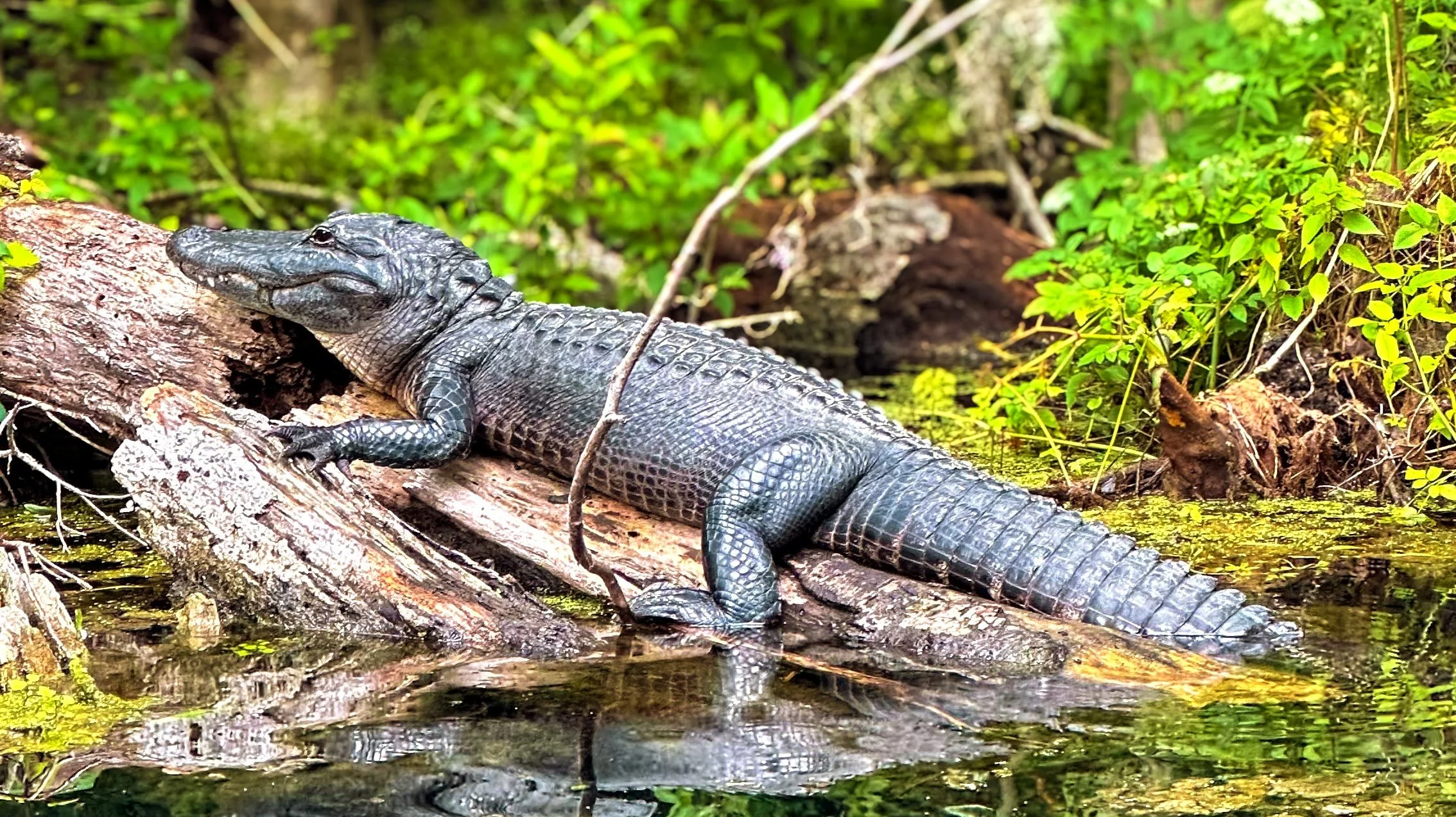 Alligator paddleboarding tours with Otter Paddle Orlando at Silver Springs State Park.