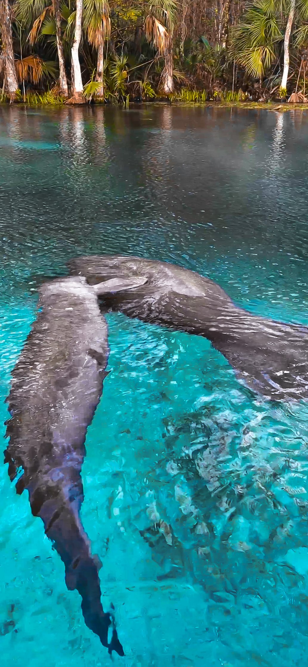 Manatees Playing Silver Springs Florida.jpg