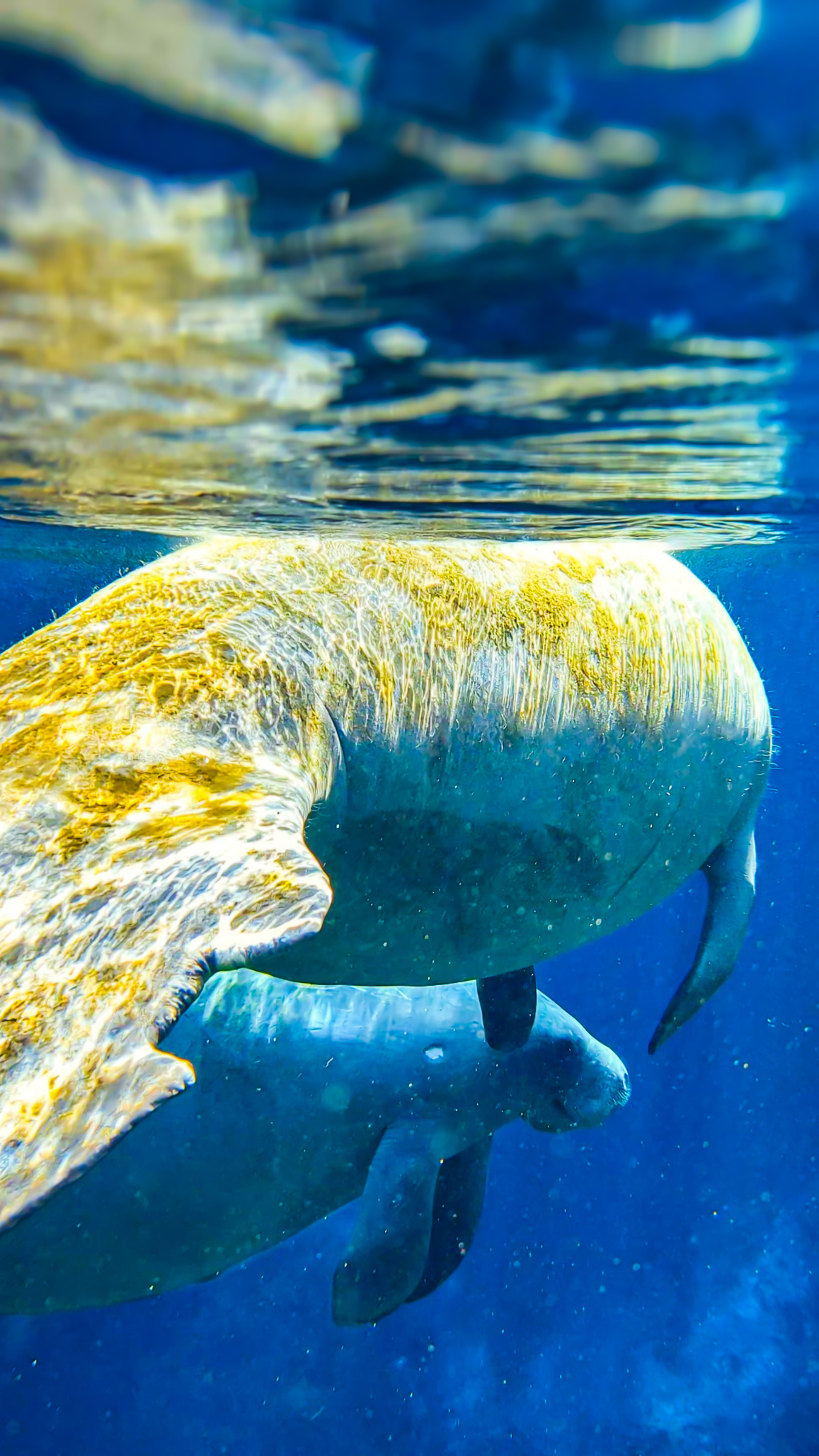 Silver Springs Manatee Baby and Mom.png