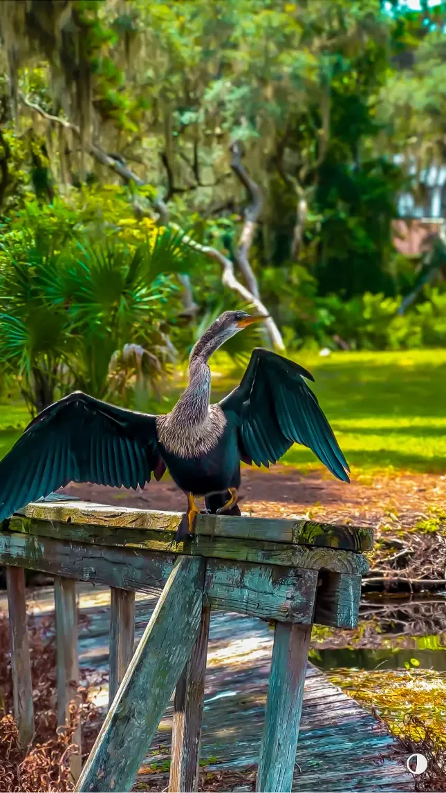 Winter Park paddleboarding tours with Otter Paddle Orlando.
