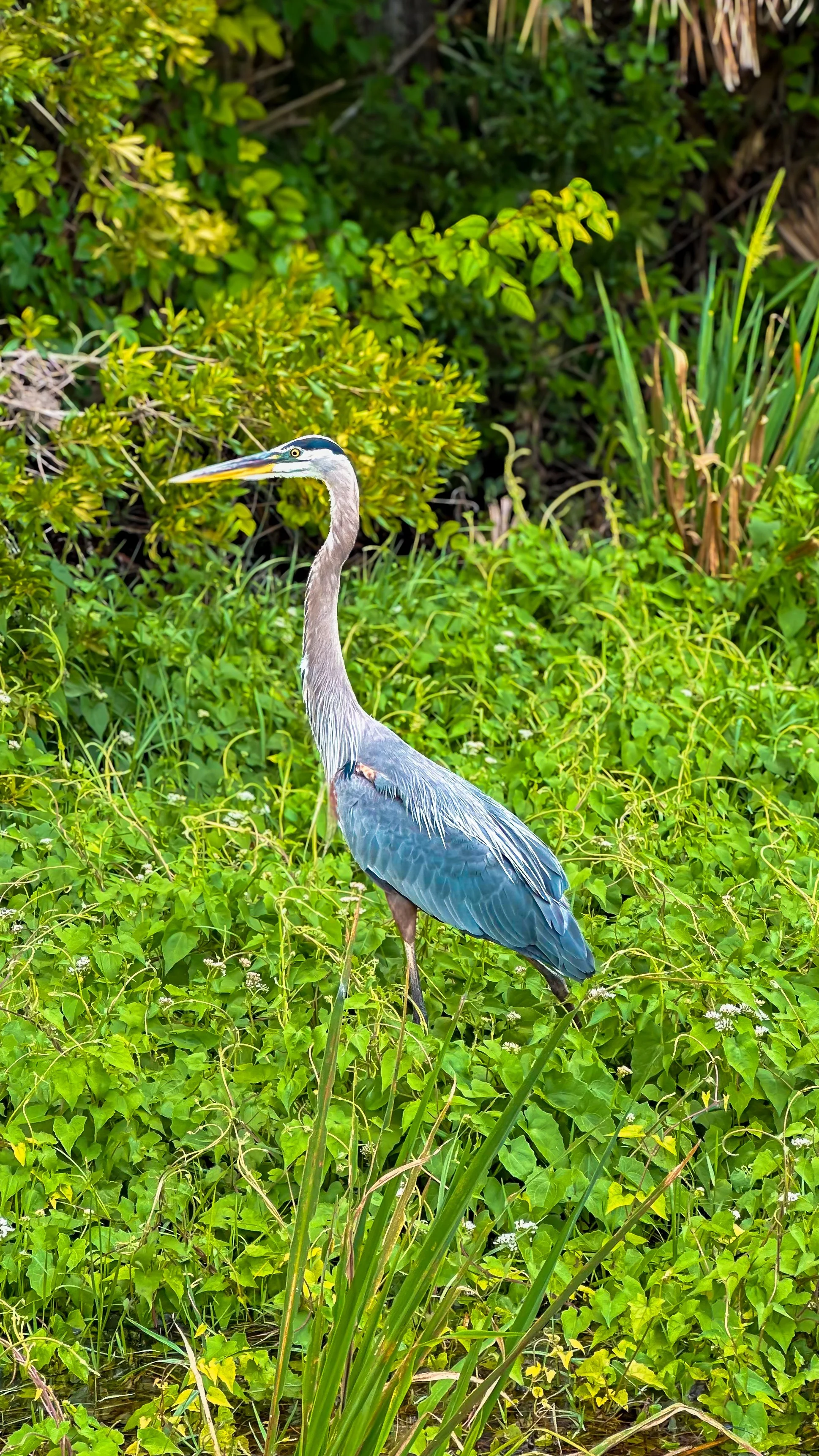 Blue heron spotted during Winter Park paddle tour – wildlife encounter on the scenic Chain of Lakes with Otter Paddle Orlando