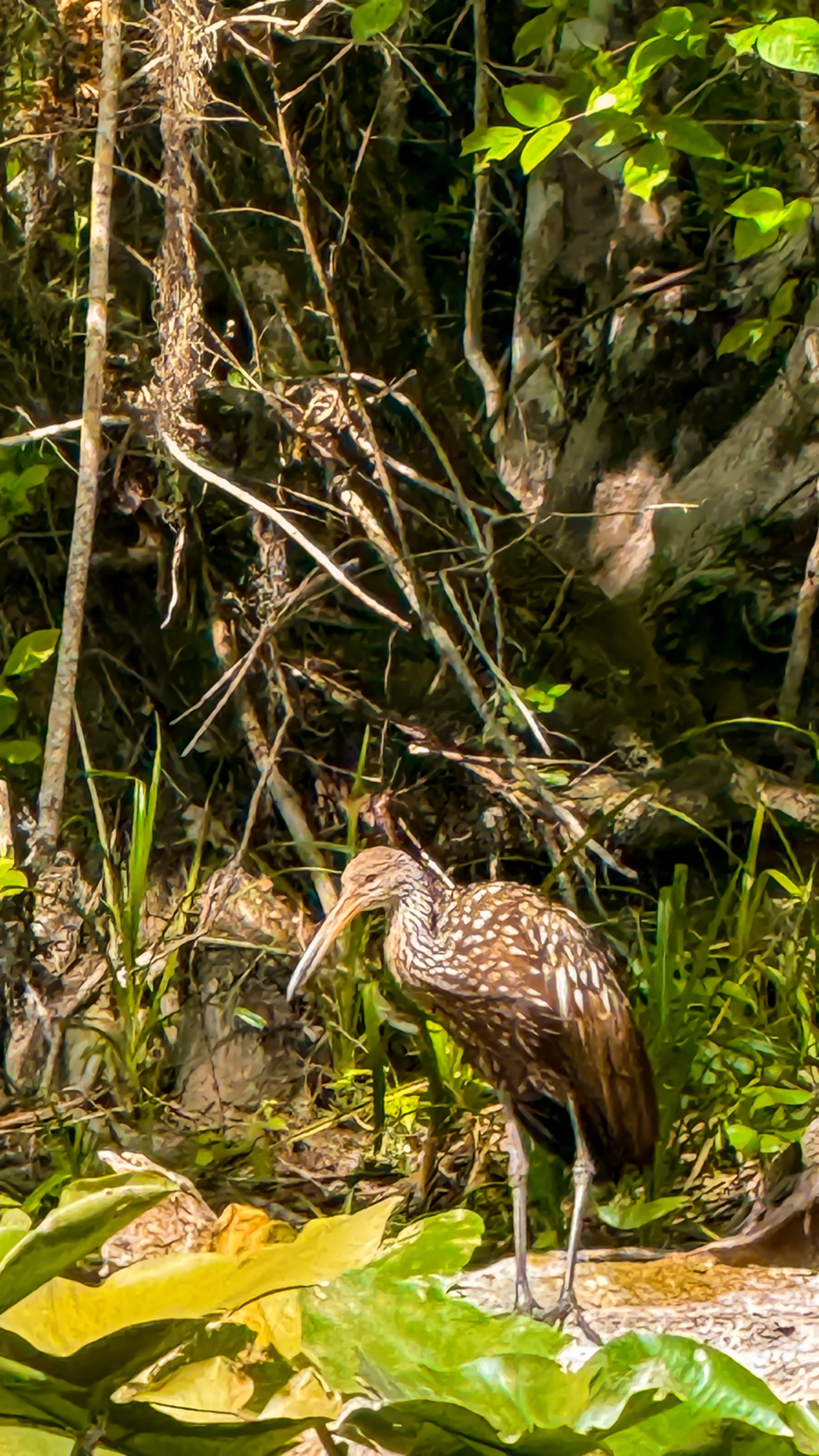 Limpkin bird spotted along the shoreline during a Winter Park paddleboard tour on the Chain of Lakes in Orlando, Florida