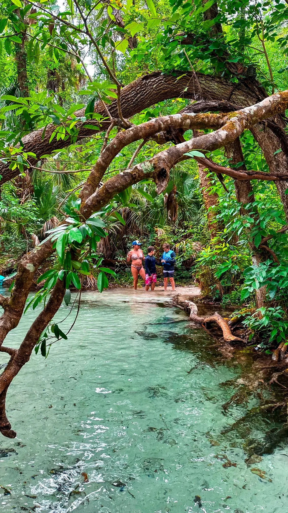 Explore the beautiful Rainbow Springs with Otter Paddle Orlando, the best paddle board tours in Florida