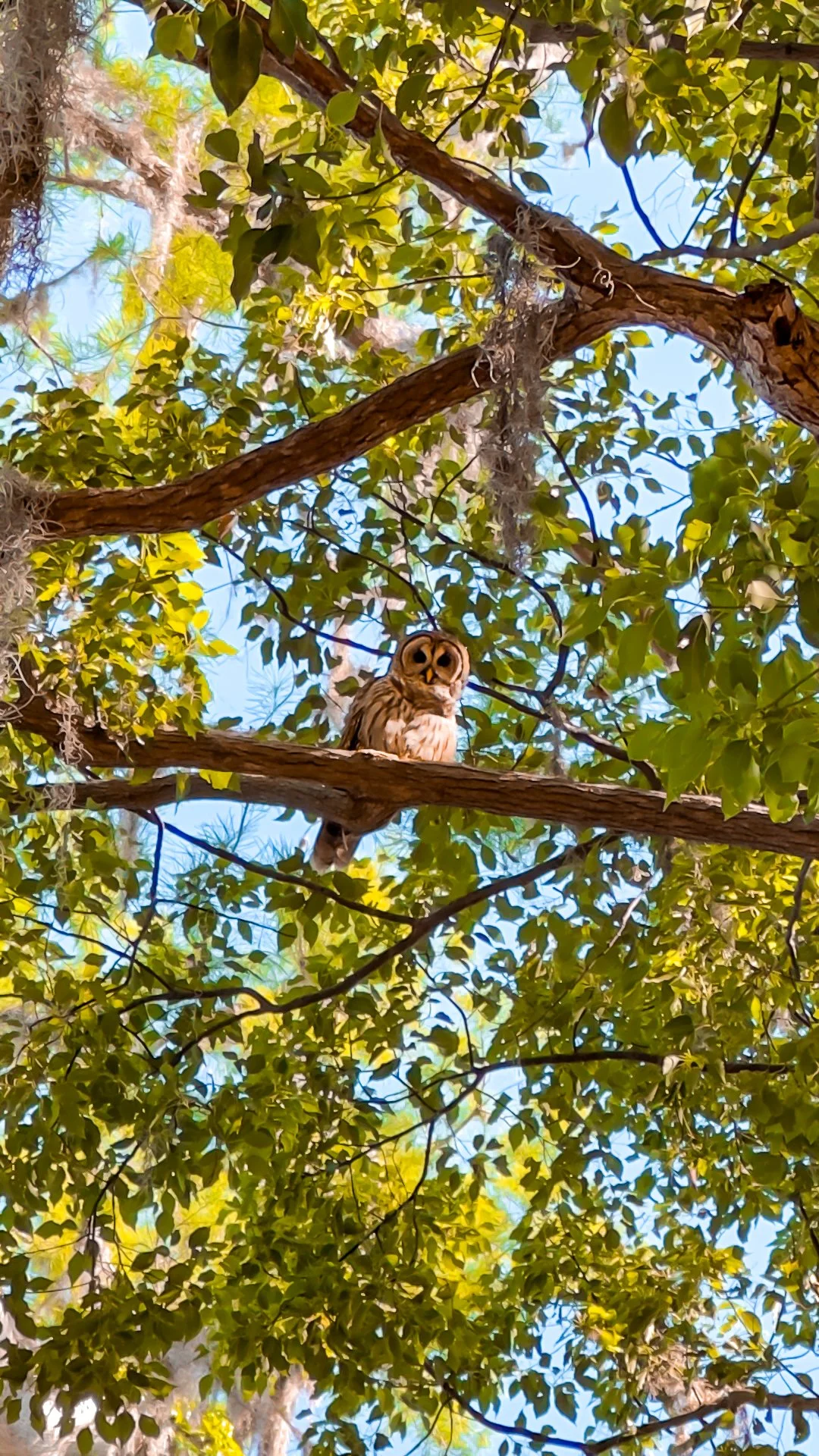 Barn owl perched in the trees during a Winter Park paddleboarding tour