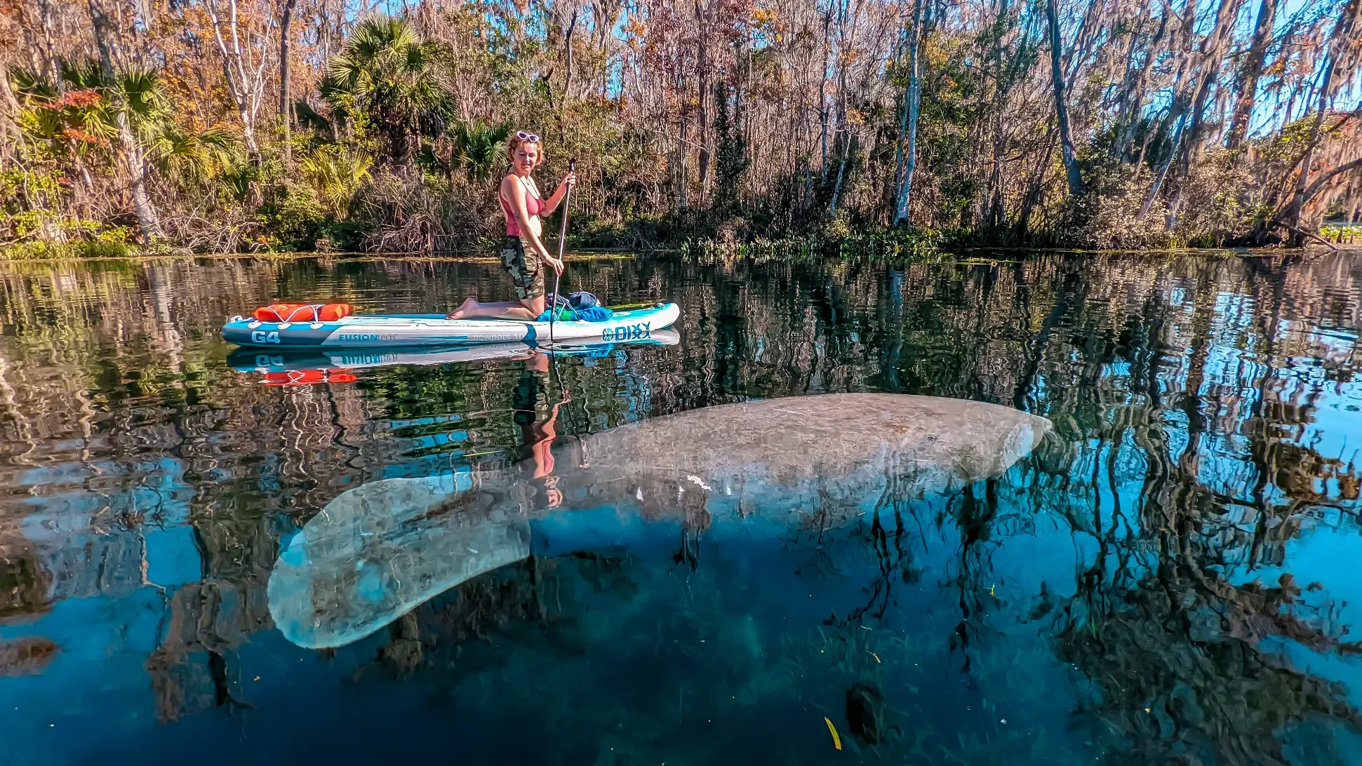 The best manatee paddle boarding tours at Silver Springs State Park with Otter Paddle Orlando. 